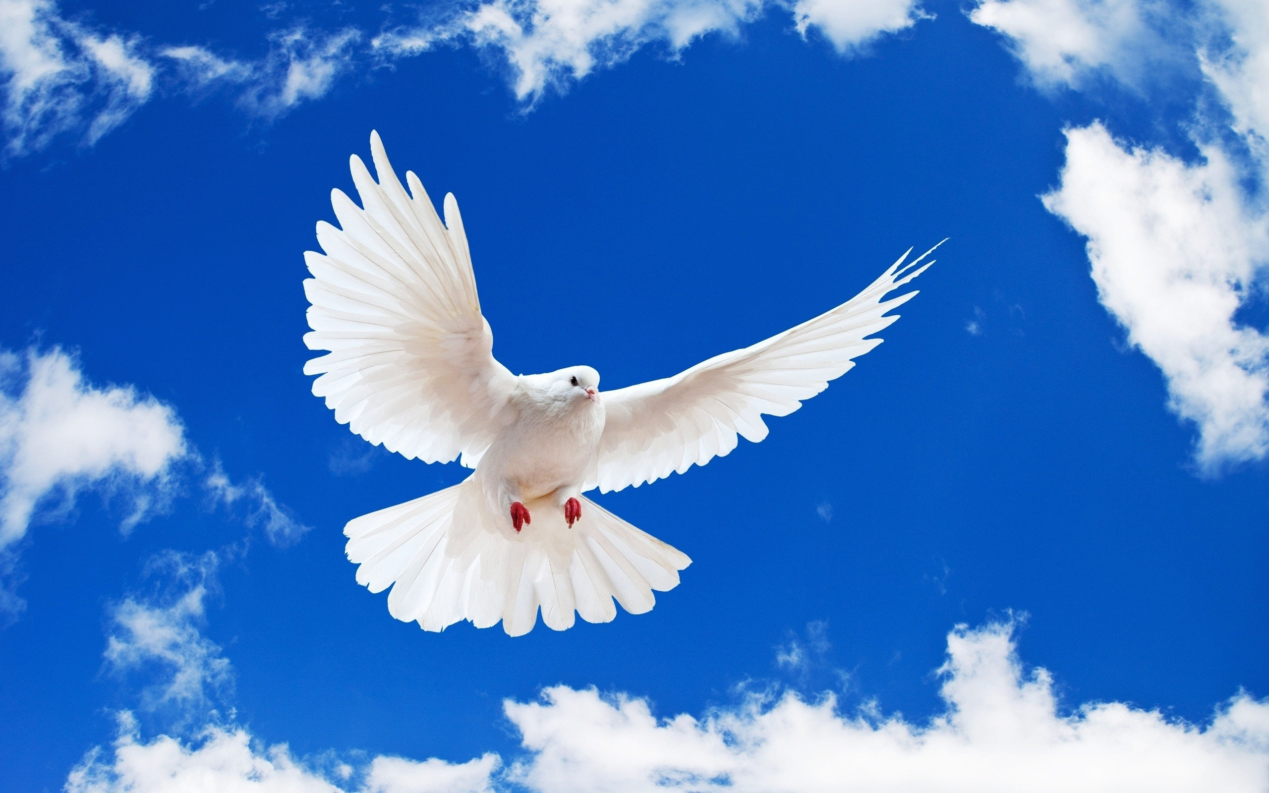 Download hd 2560x1600 Dove desktop background ID:357272 for free