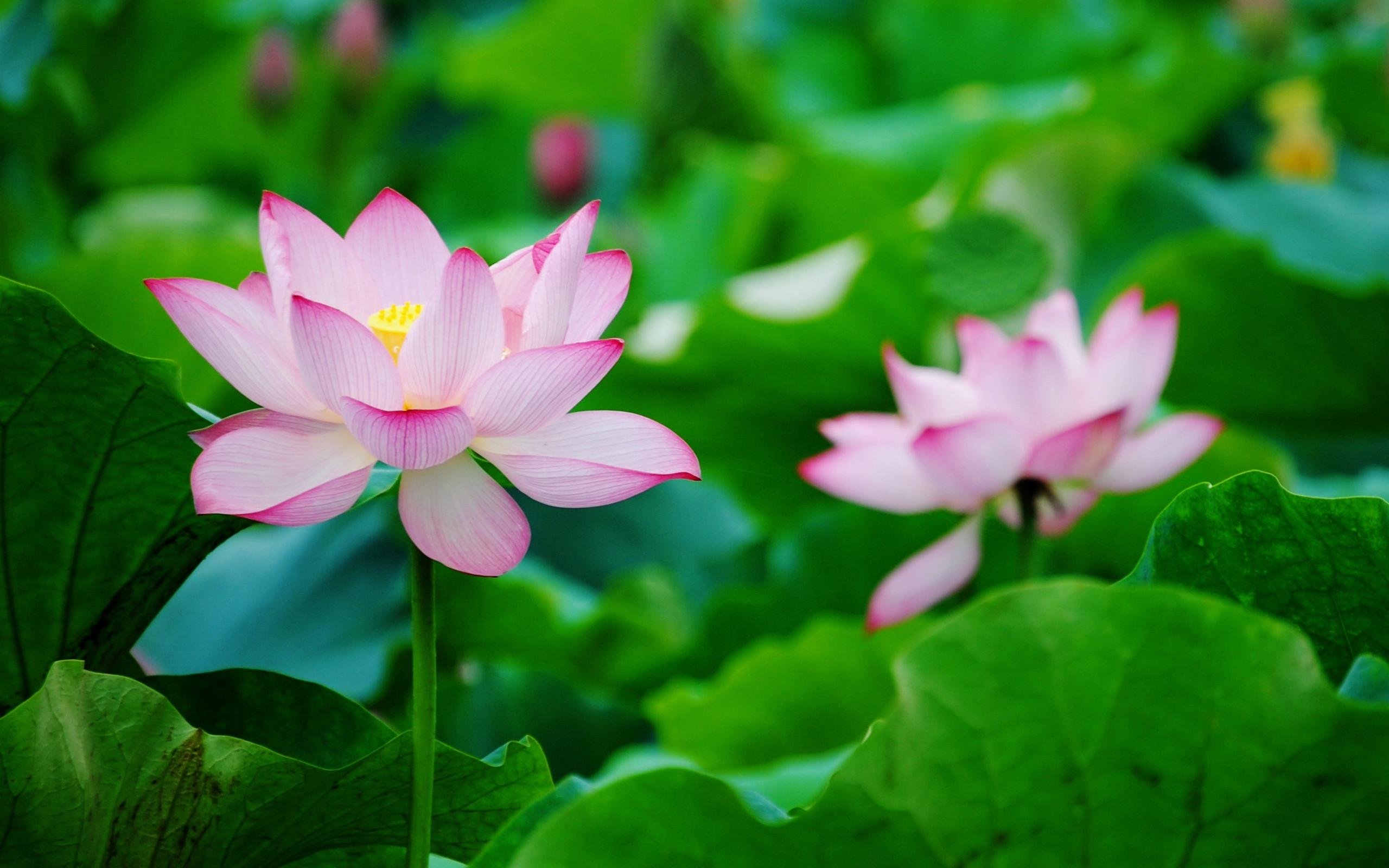 Free download Lotus flower background ID:48429 hd 2560x1600 for PC