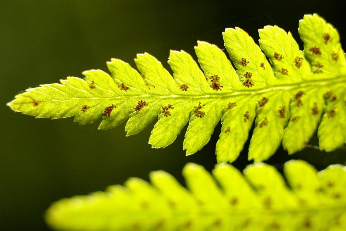Awesome Fern free background ID:398807 for hd 1152x768 computer