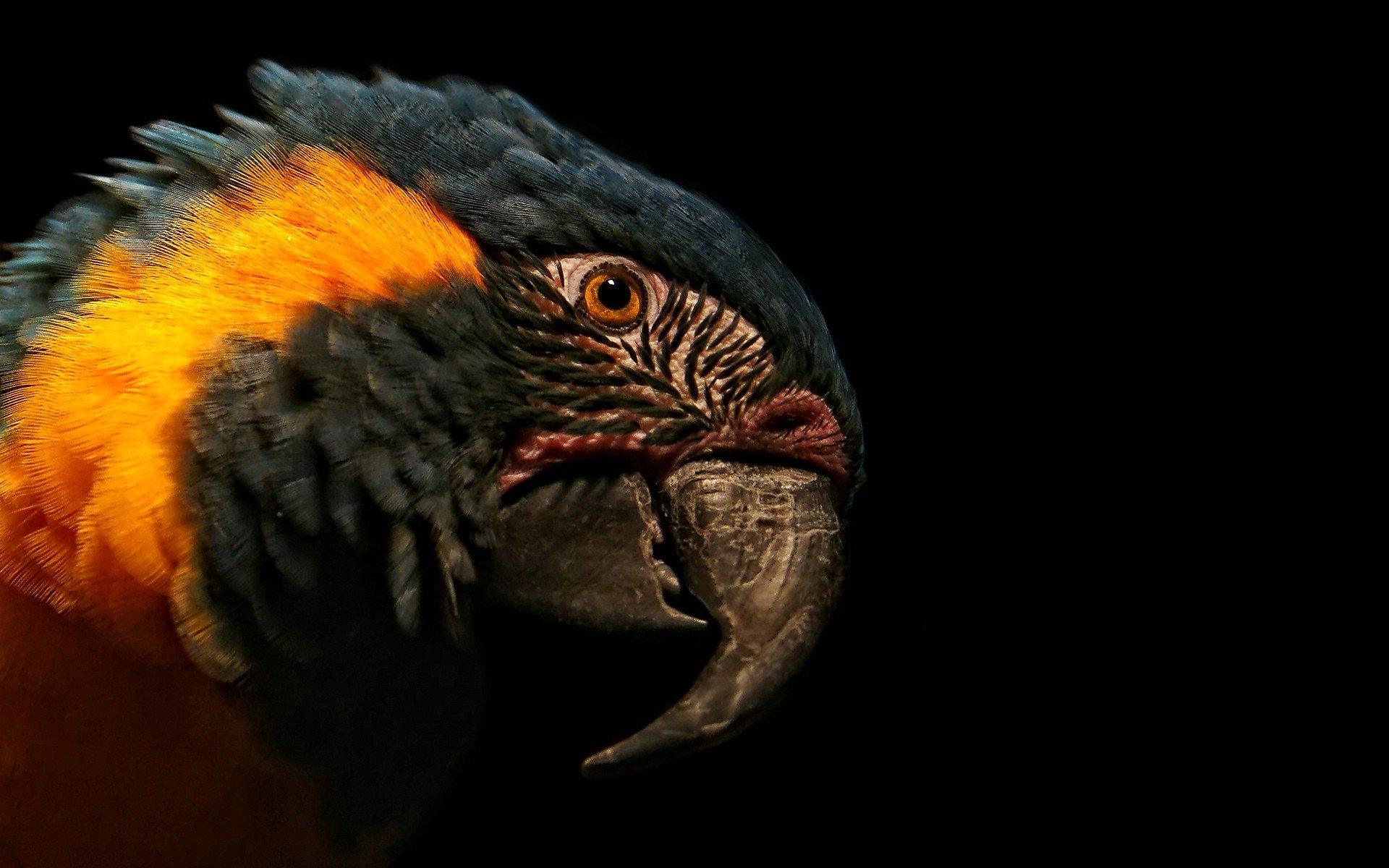 High resolution Macaw hd 1920x1200 wallpaper ID:46417 for PC