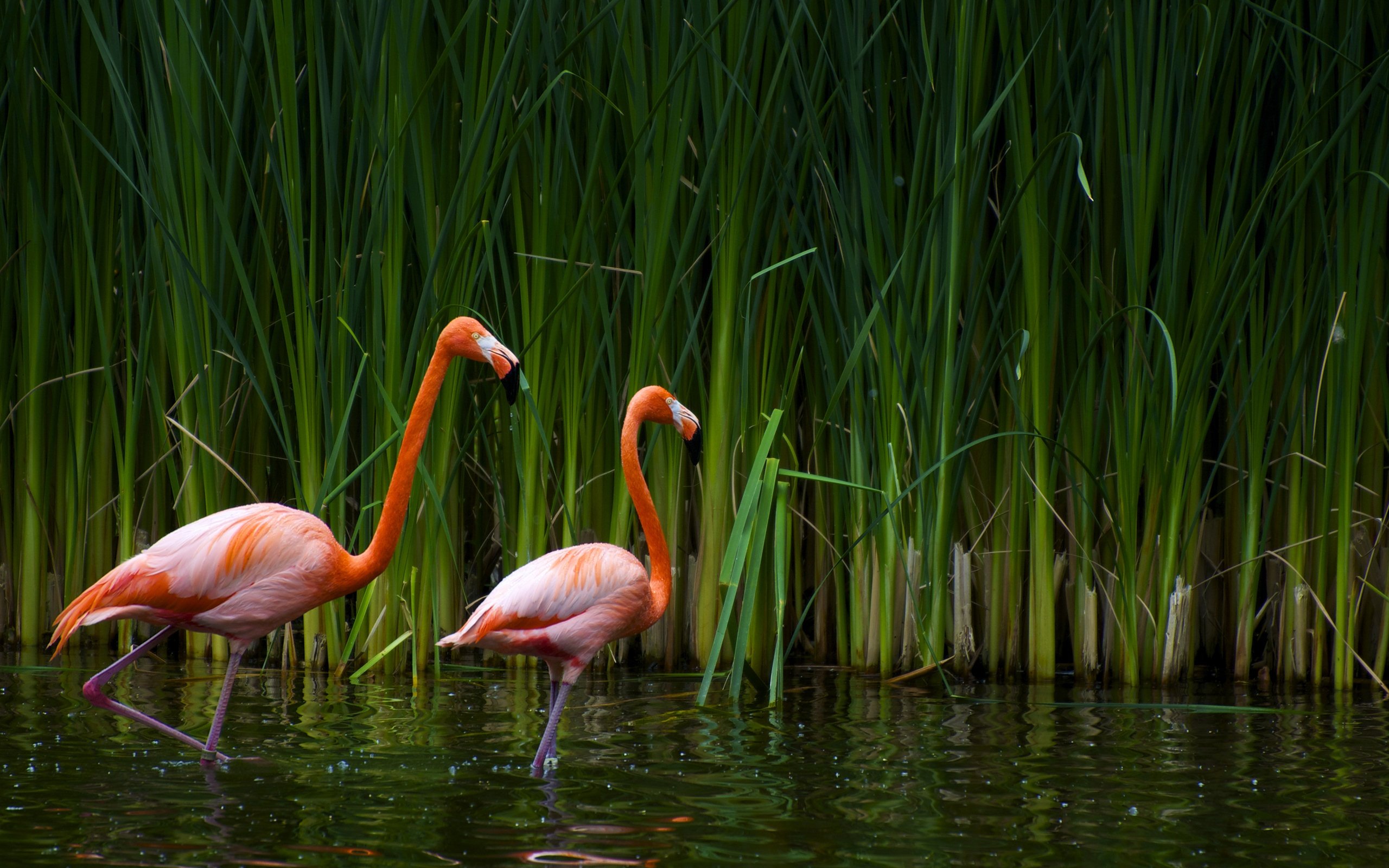 High resolution Flamingo hd 2560x1600 background ID:66692 for computer
