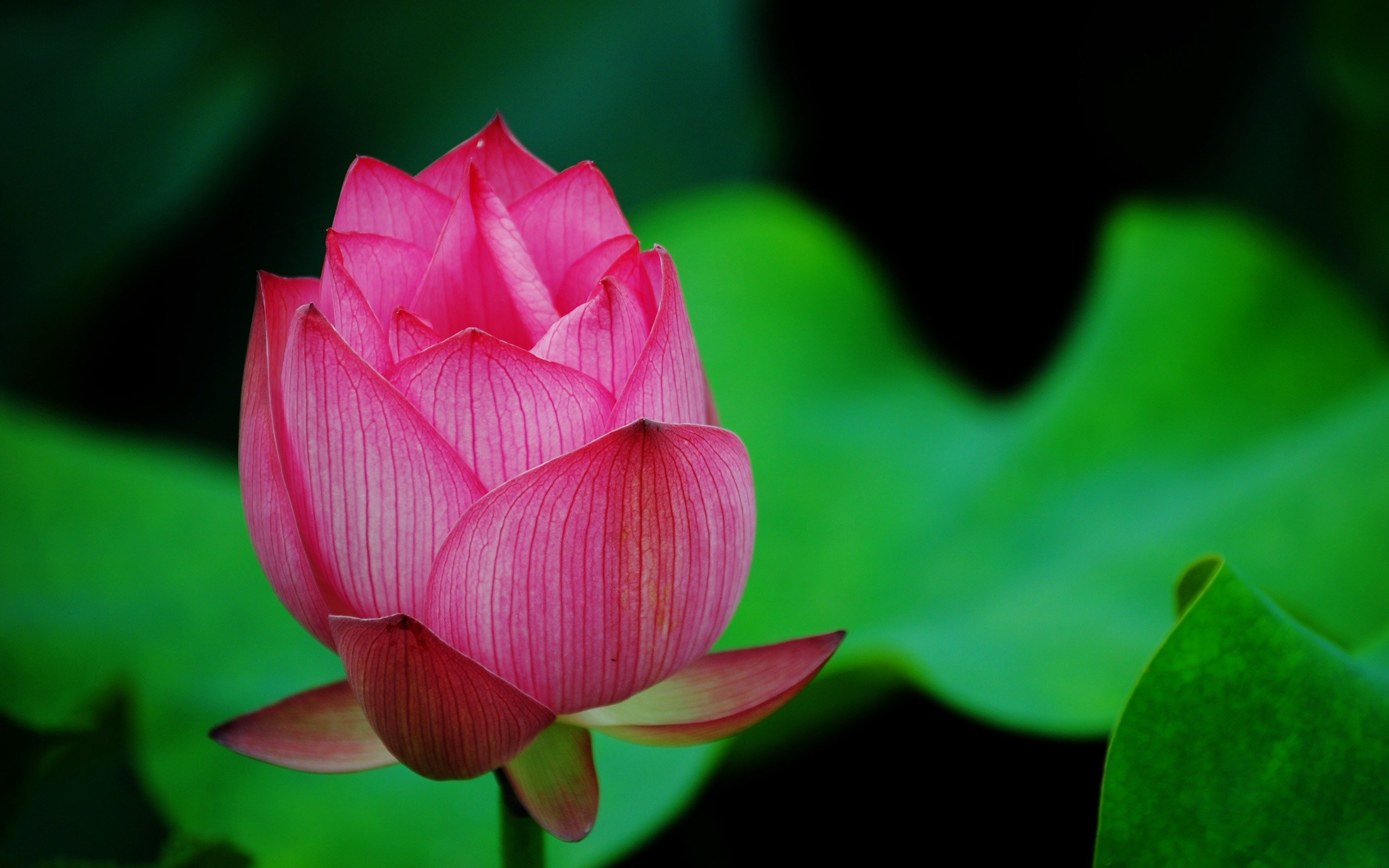 Download hd 2560x1600 Lotus flower computer wallpaper ID:48453 for free
