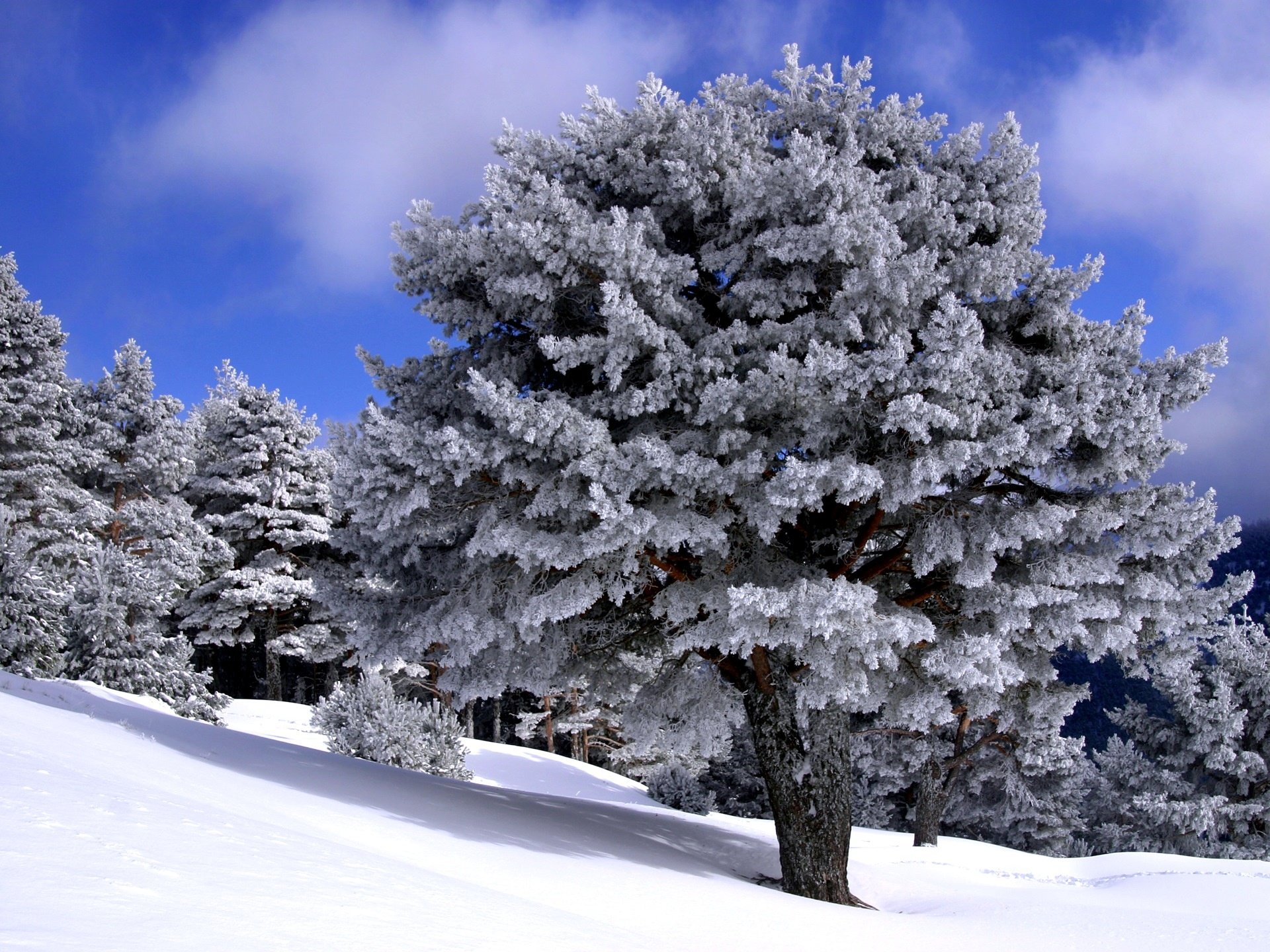 Free download Winter wallpaper ID:252706 hd 1920x1440 for PC