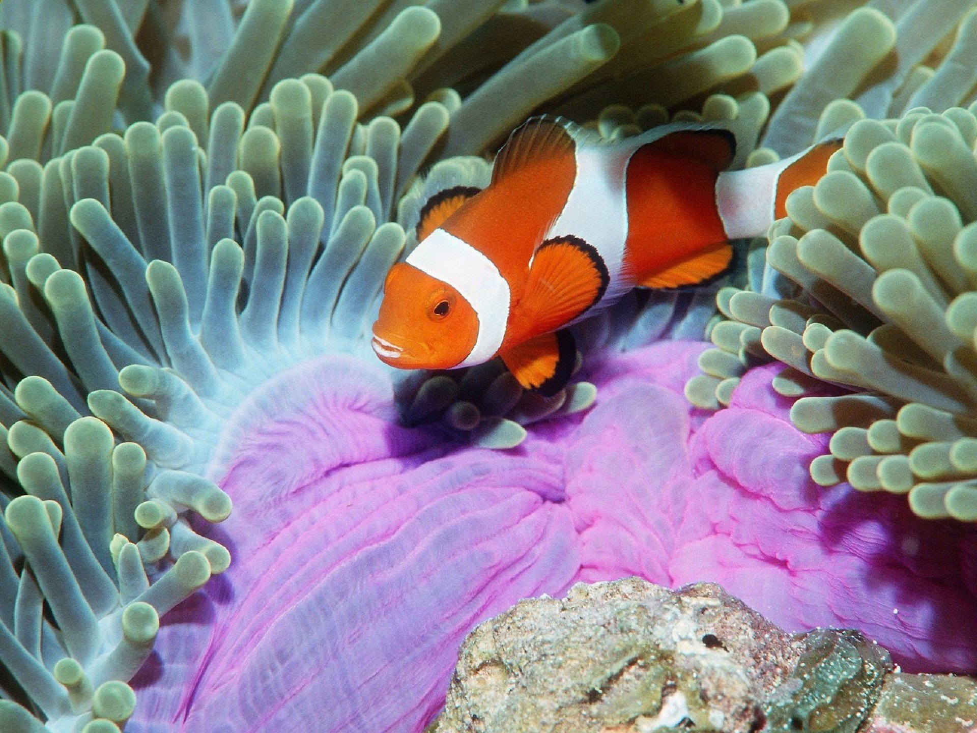 Awesome Clownfish free background ID:53259 for hd 1920x1440 computer