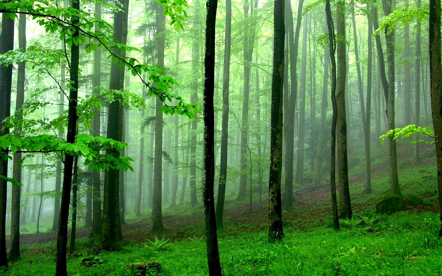 Download hd 1440x900 Forest desktop background ID:473837 for free