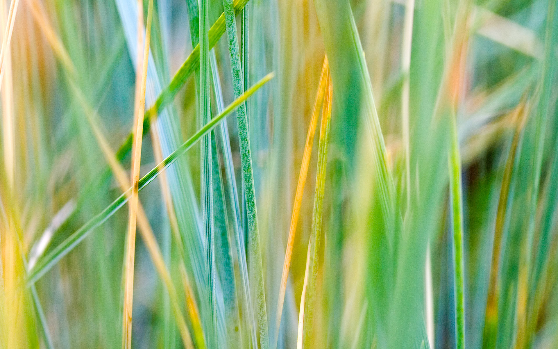 Awesome Grass free wallpaper ID:377697 for hd 1920x1200 desktop