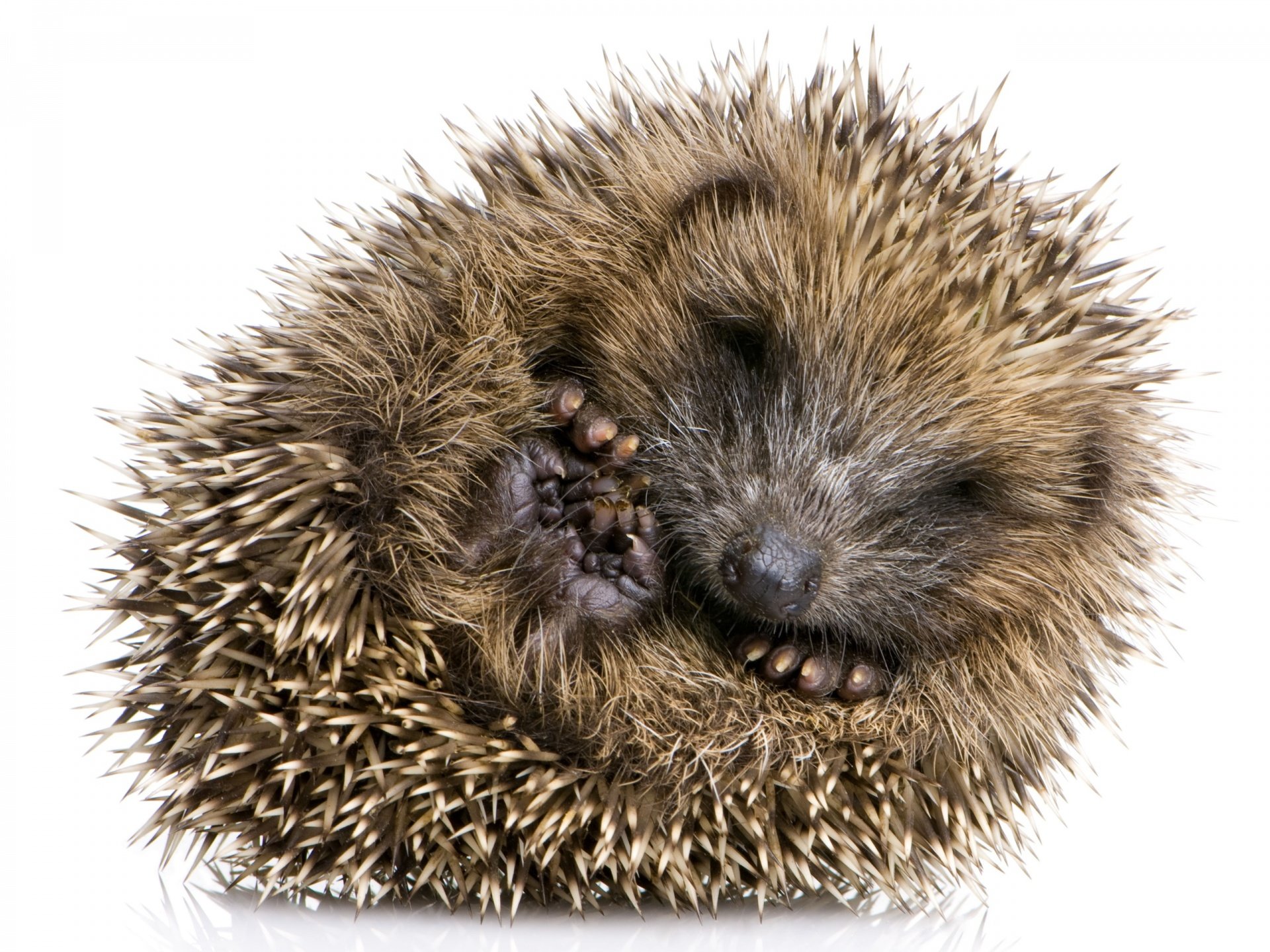 Awesome Hedgehog free background ID:241783 for hd 1920x1440 PC