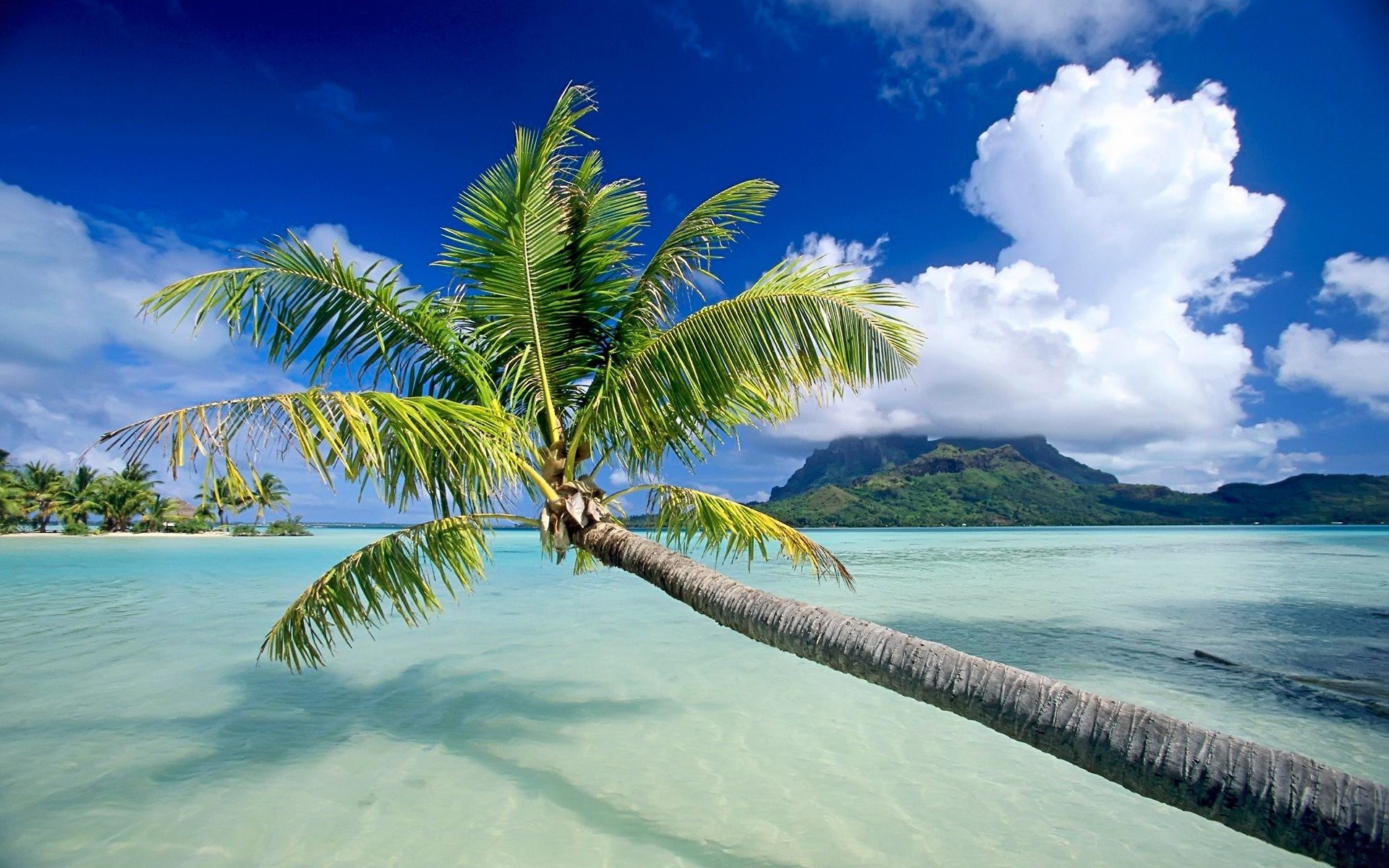 Free Palm Tree high quality background ID:407893 for hd 1920x1200 PC