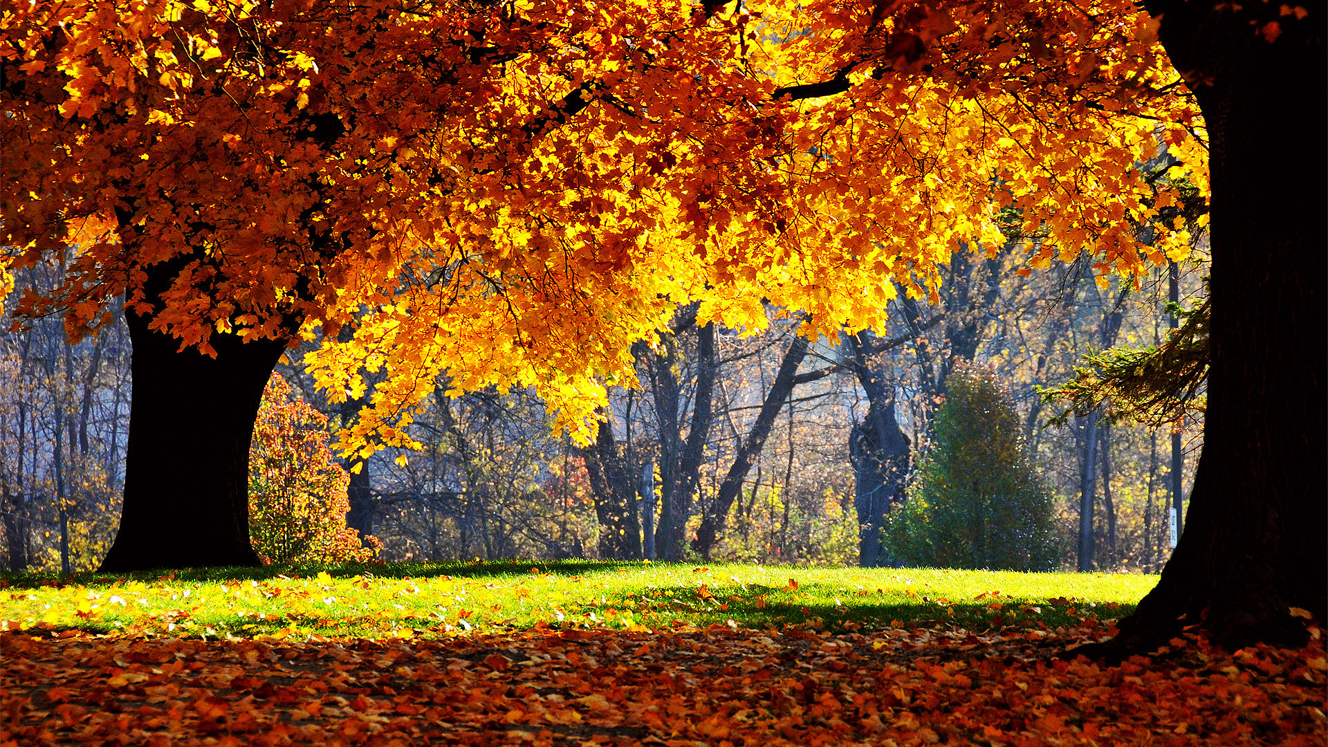 Best Fall wallpaper ID:20886 for High Resolution hd 1080p computer
