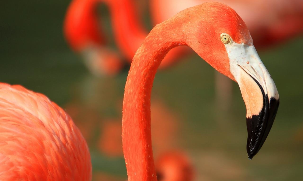 Awesome Flamingo free background ID:66728 for hd 1280x768 computer
