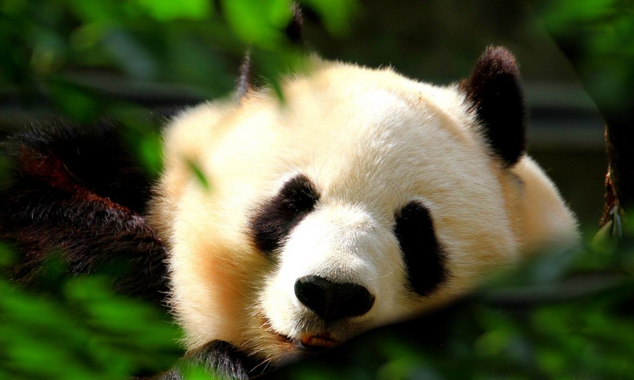 Download hd 1280x768 Panda computer background ID:300498 for free