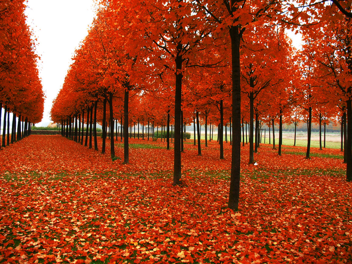 Best Fall background ID:20885 for High Resolution hd 1152x864 computer