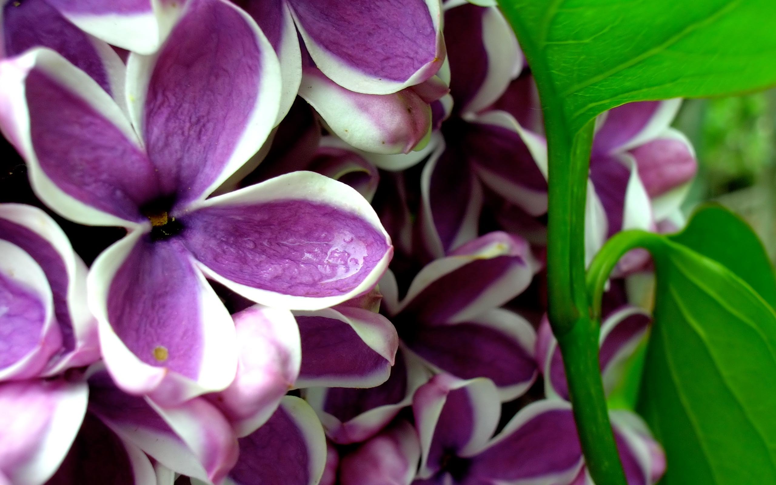 High resolution Lilac hd 2560x1600 wallpaper ID:276190 for PC