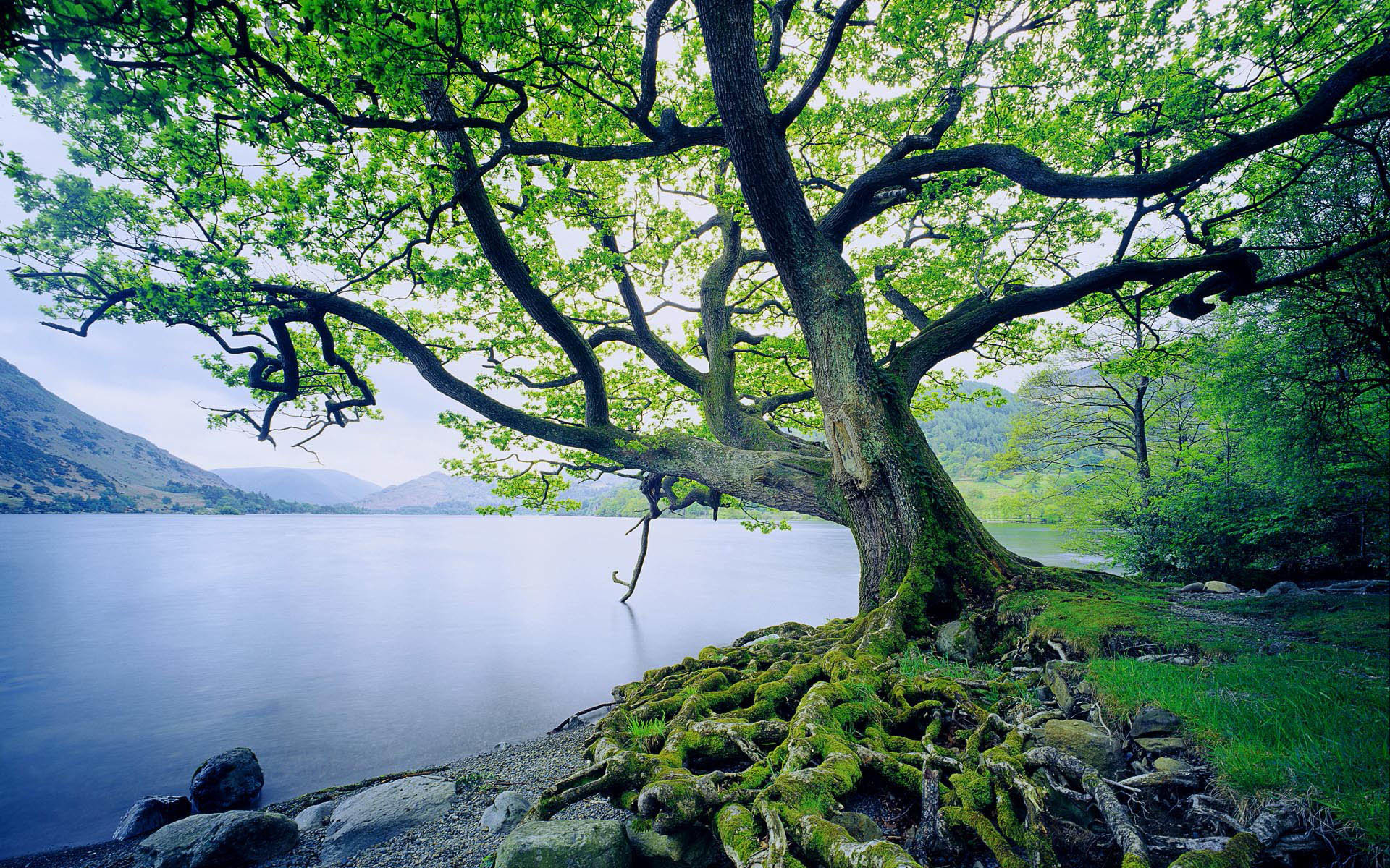 Awesome Oak Tree free wallpaper ID:346151 for hd 1920x1200 computer