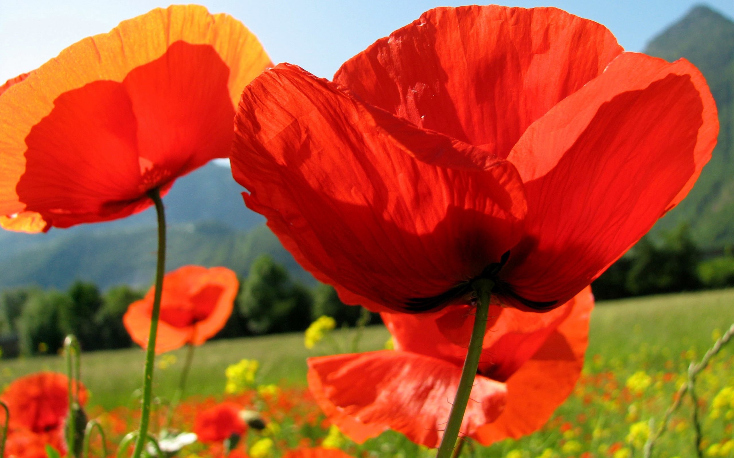 Download hd 2560x1600 Poppy PC background ID:99677 for free