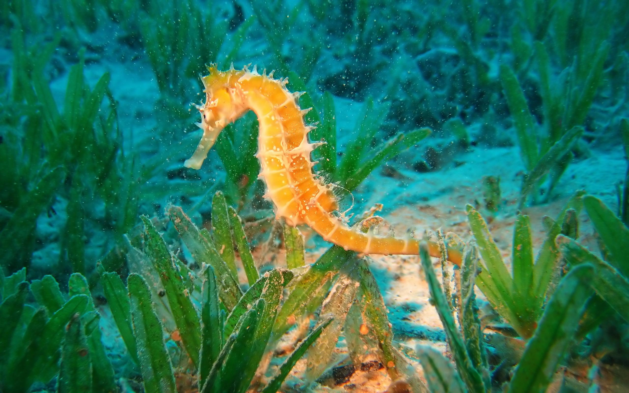 High resolution Seahorse hd 2560x1600 background ID:135834 for desktop