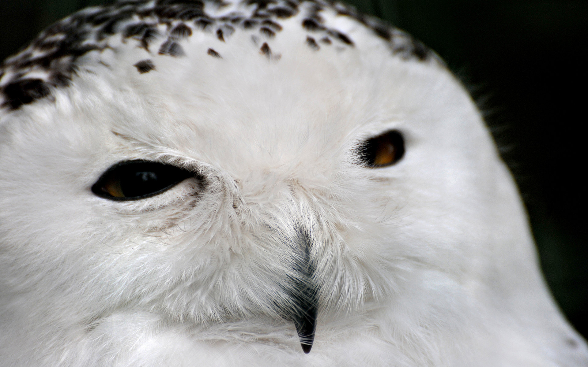 Free download Snowy Owl background ID:26775 hd 1920x1200 for computer