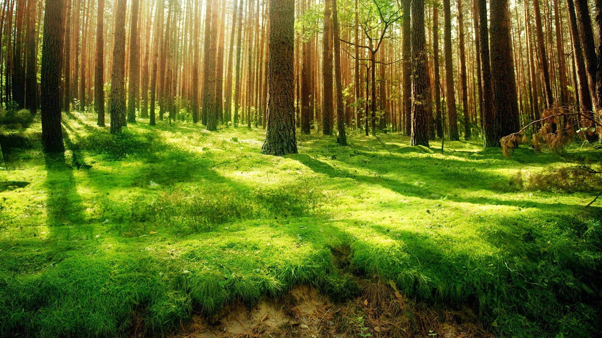 Free Forest high quality background ID:348193 for full hd 1080p desktop