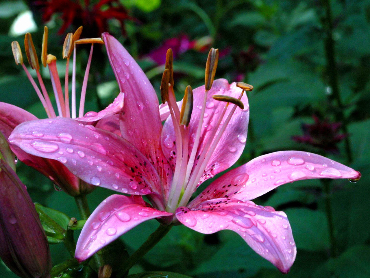Free Lily high quality background ID:131976 for hd 1280x960 computer