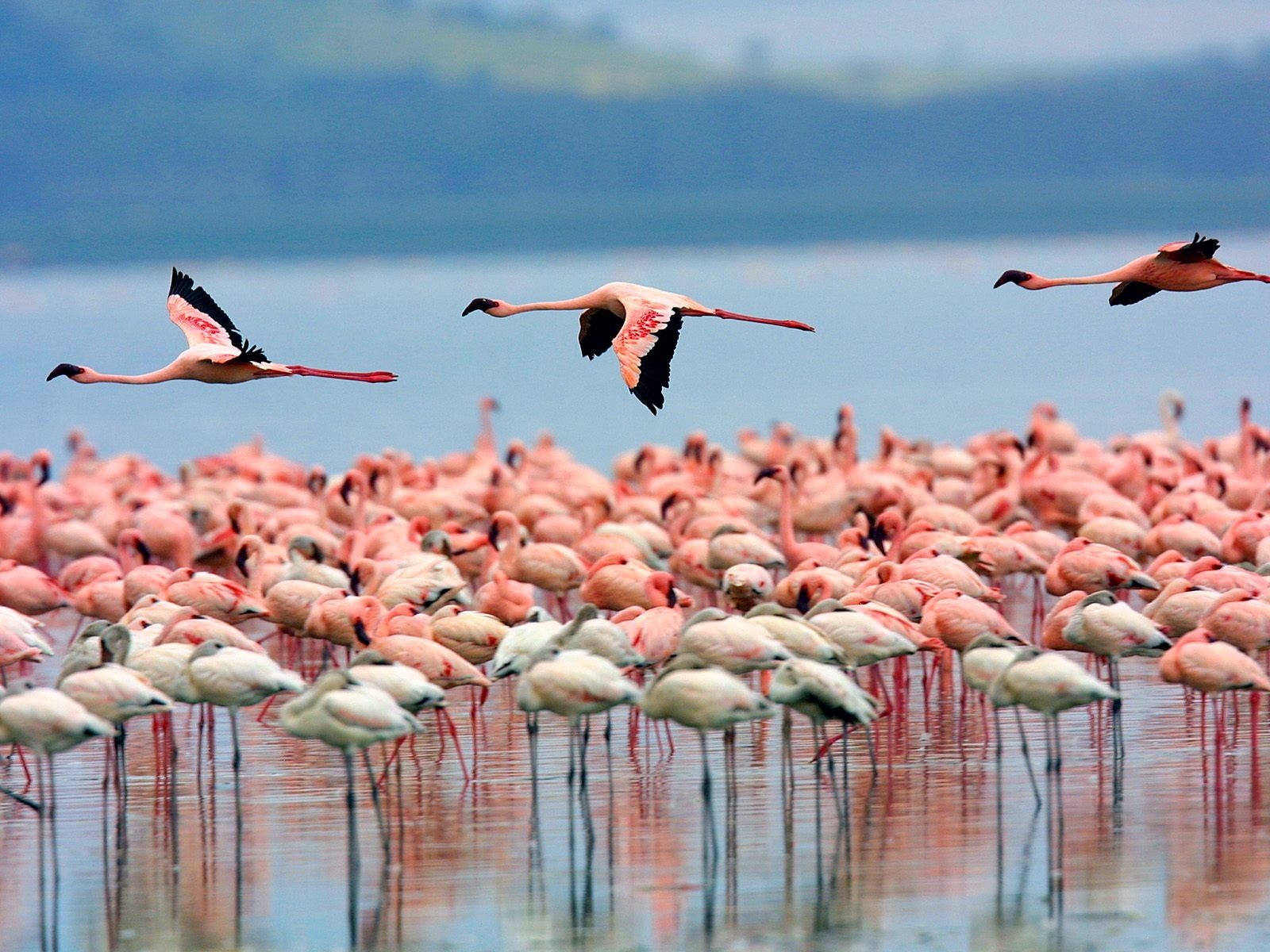 Free Flamingo high quality background ID:66658 for hd 1600x1200 PC