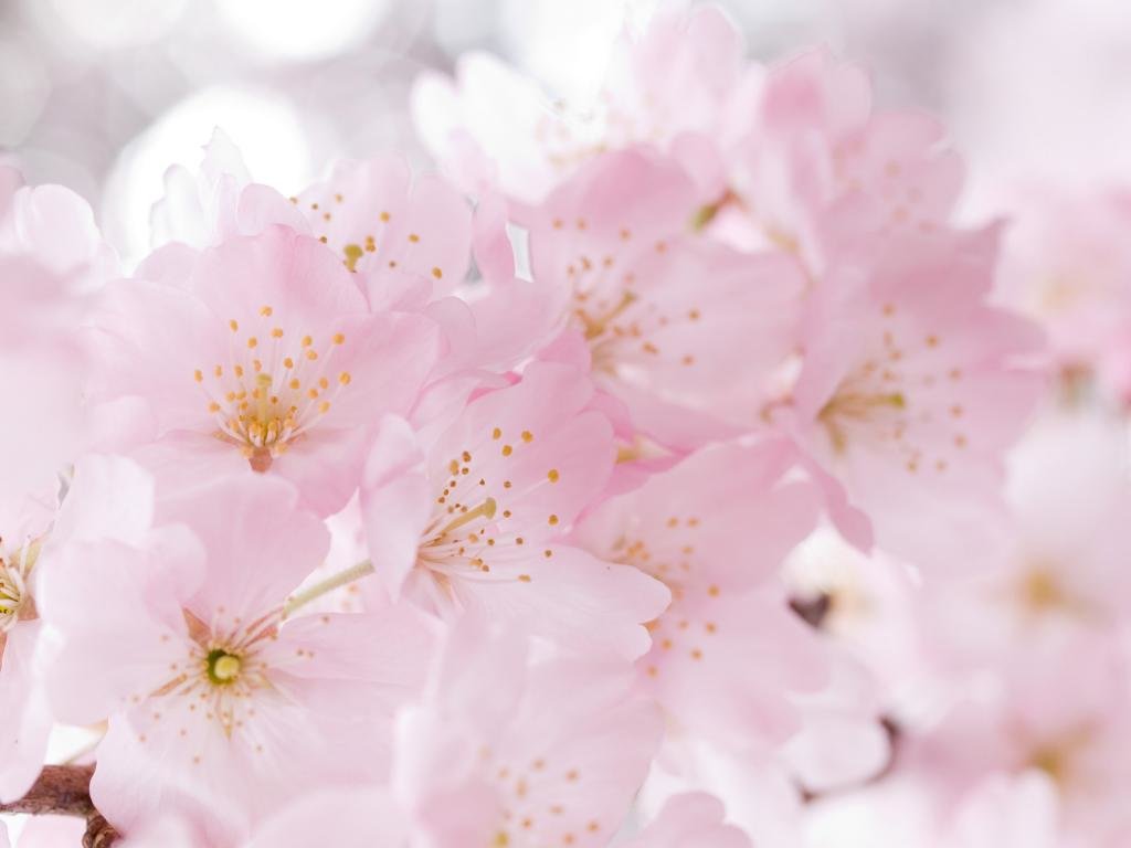Free download Blossom background ID:333049 hd 1024x768 for PC