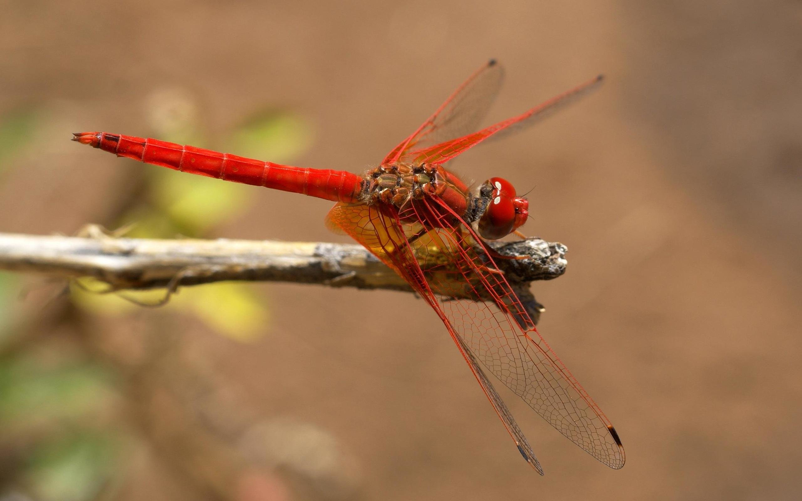 Awesome Dragonfly free background ID:467621 for hd 2560x1600 desktop