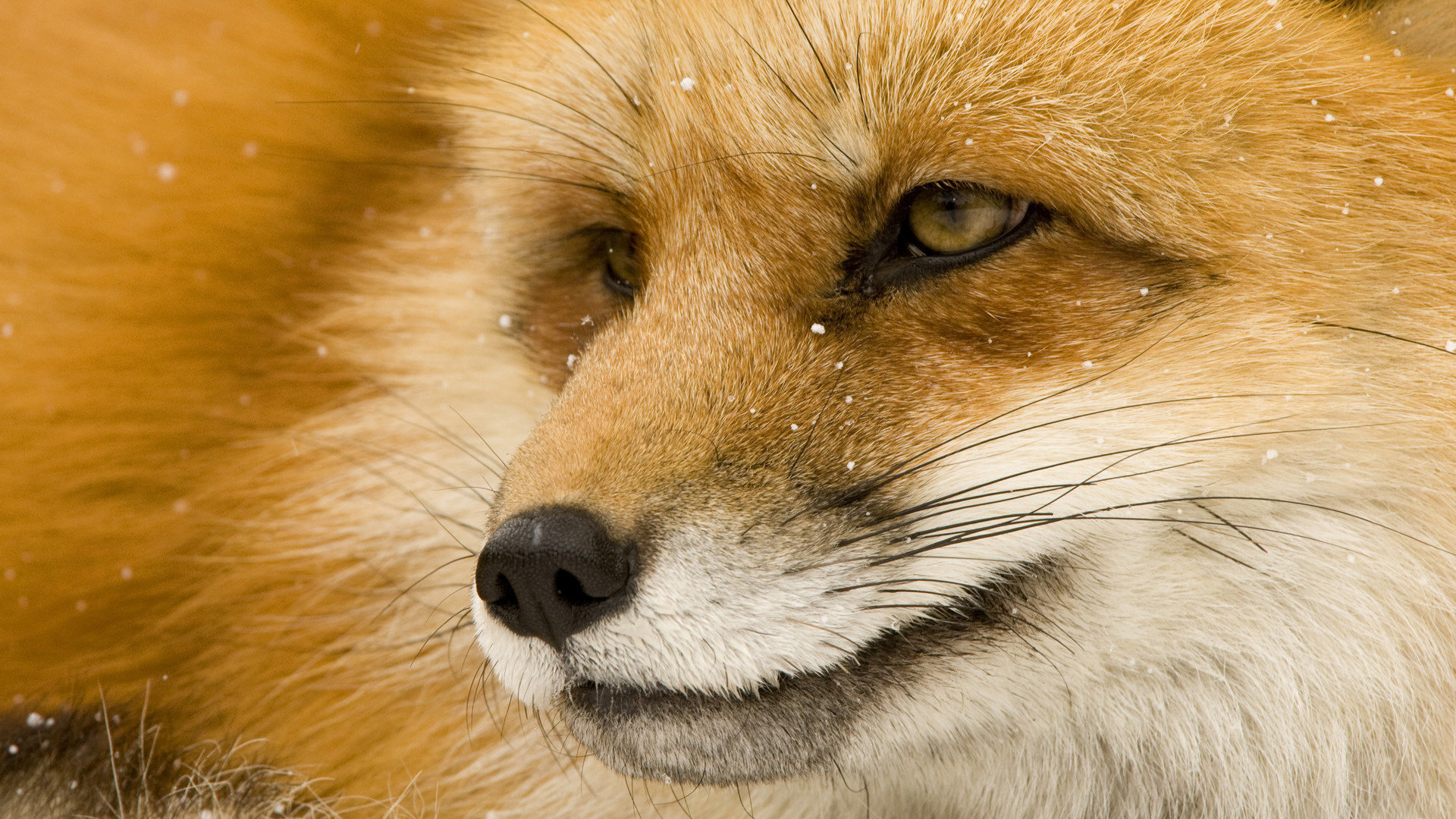 Awesome Fox free wallpaper ID:58772 for hd 1920x1080 computer