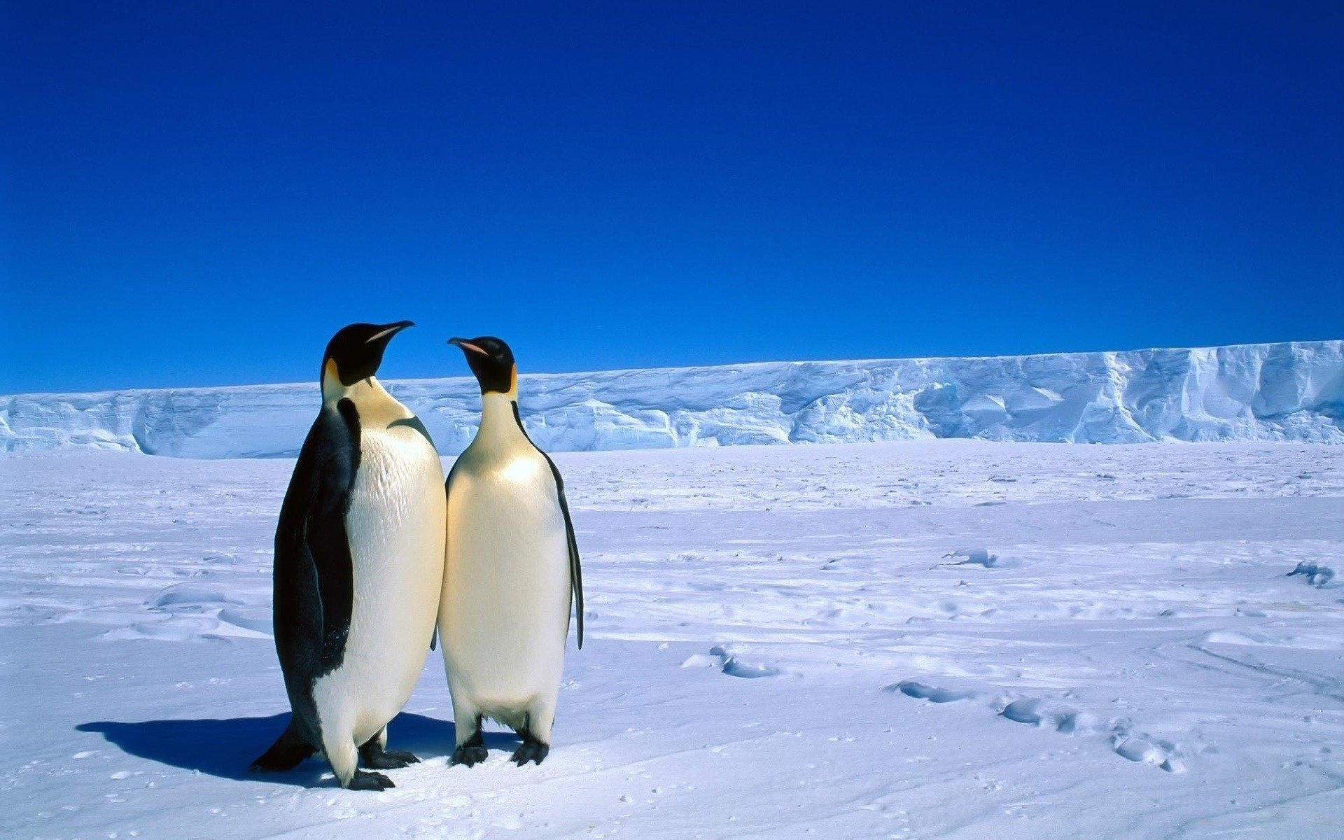 Free download Penguin wallpaper ID:149353 hd 1920x1200 for computer