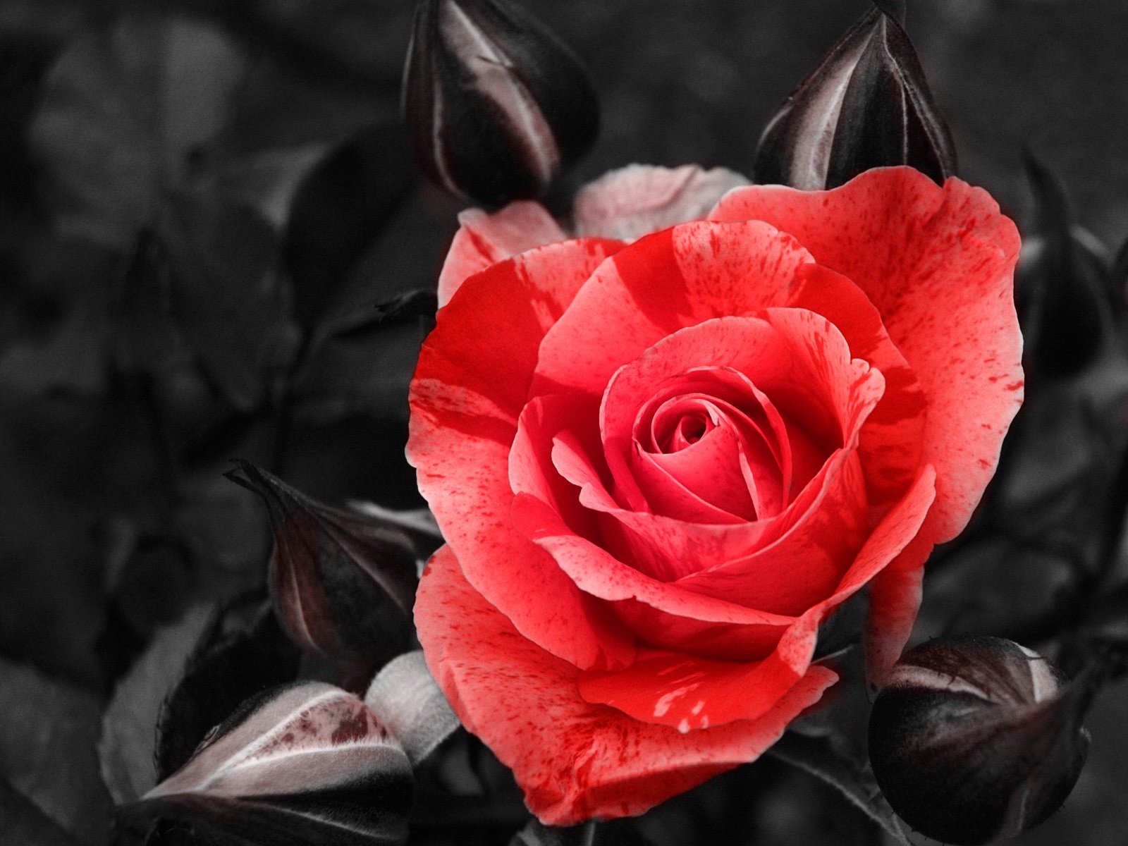 Free Rose high quality wallpaper ID:471827 for hd 1600x1200 PC