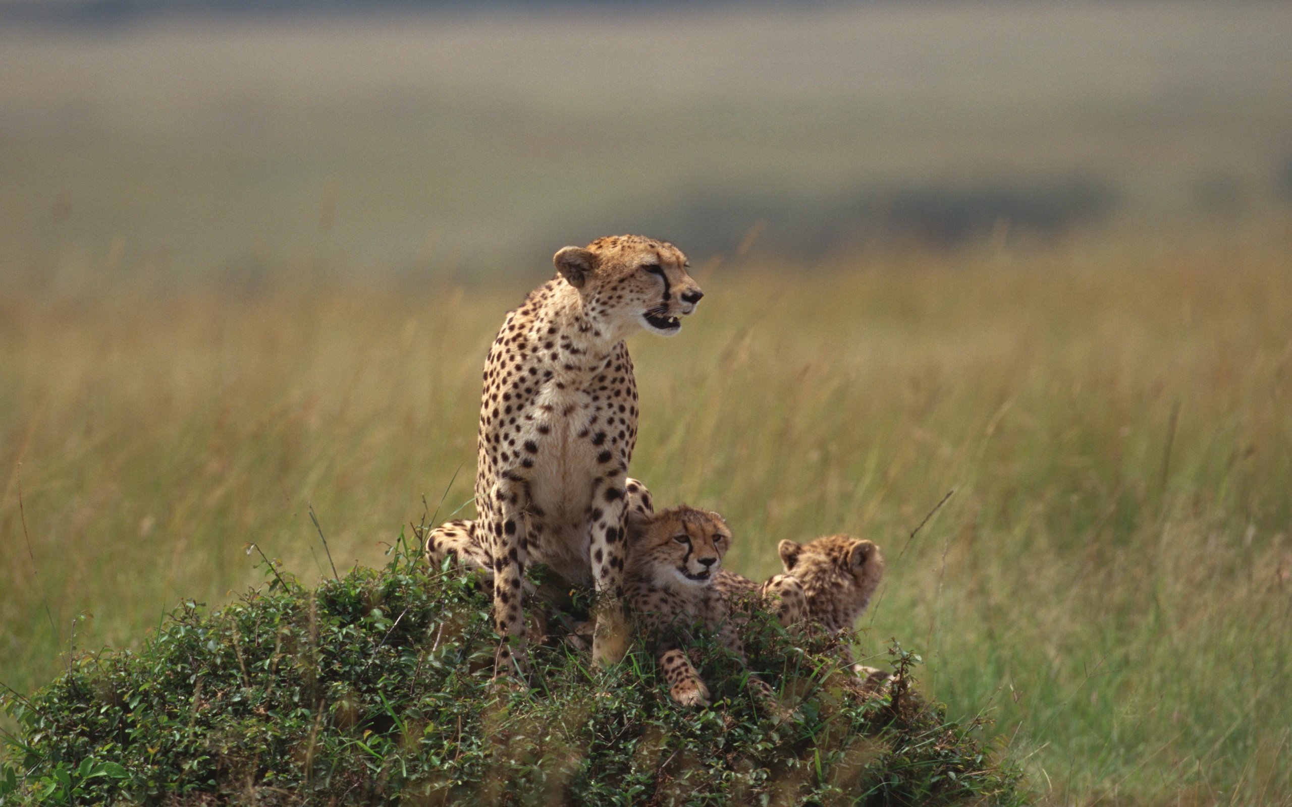 Awesome Cheetah free wallpaper ID:161885 for hd 2560x1600 PC