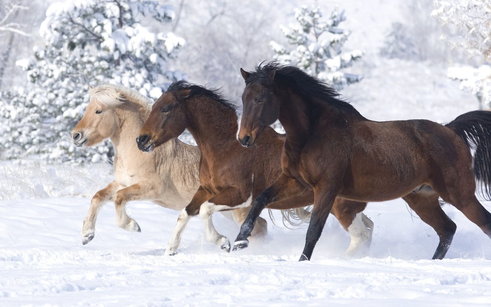 Free download Horse wallpaper ID:24031 hd 1680x1050 for computer