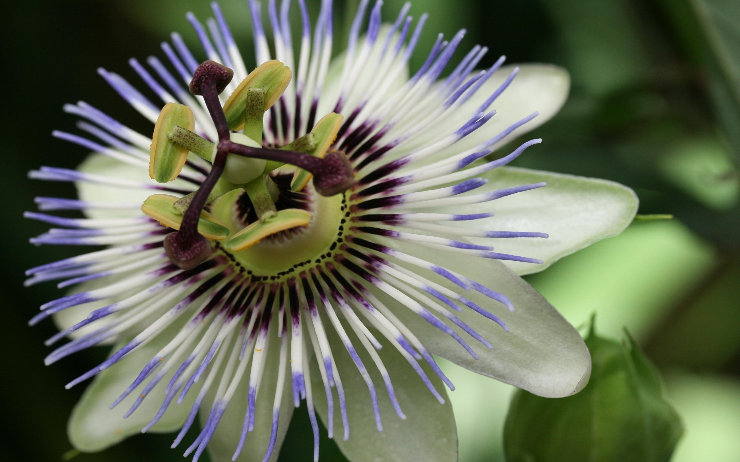 High resolution Passion Flower hd 2560x1600 wallpaper ID:401238 for computer