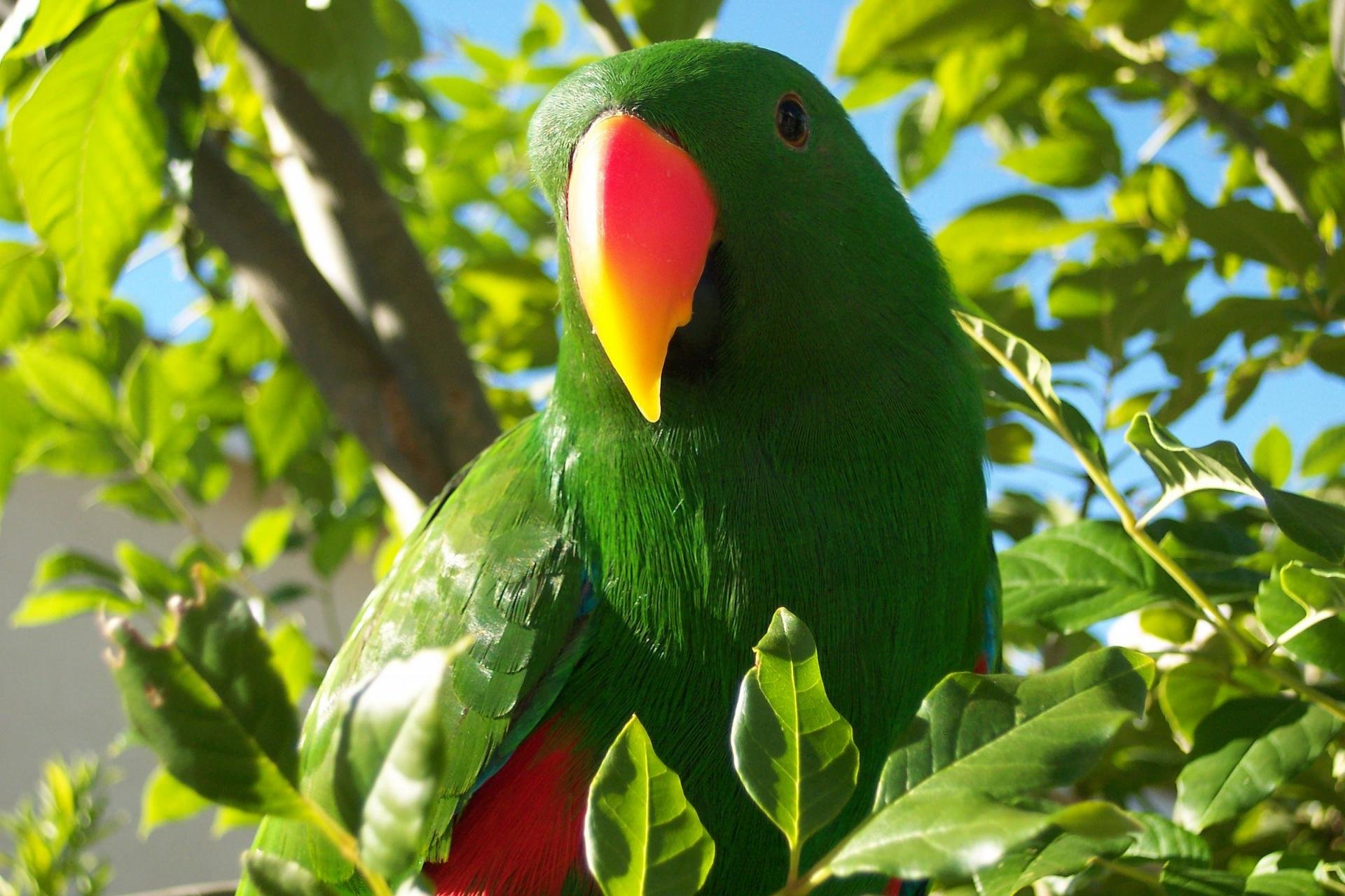 Download hd 1920x1280 Parrot PC background ID:25813 for free
