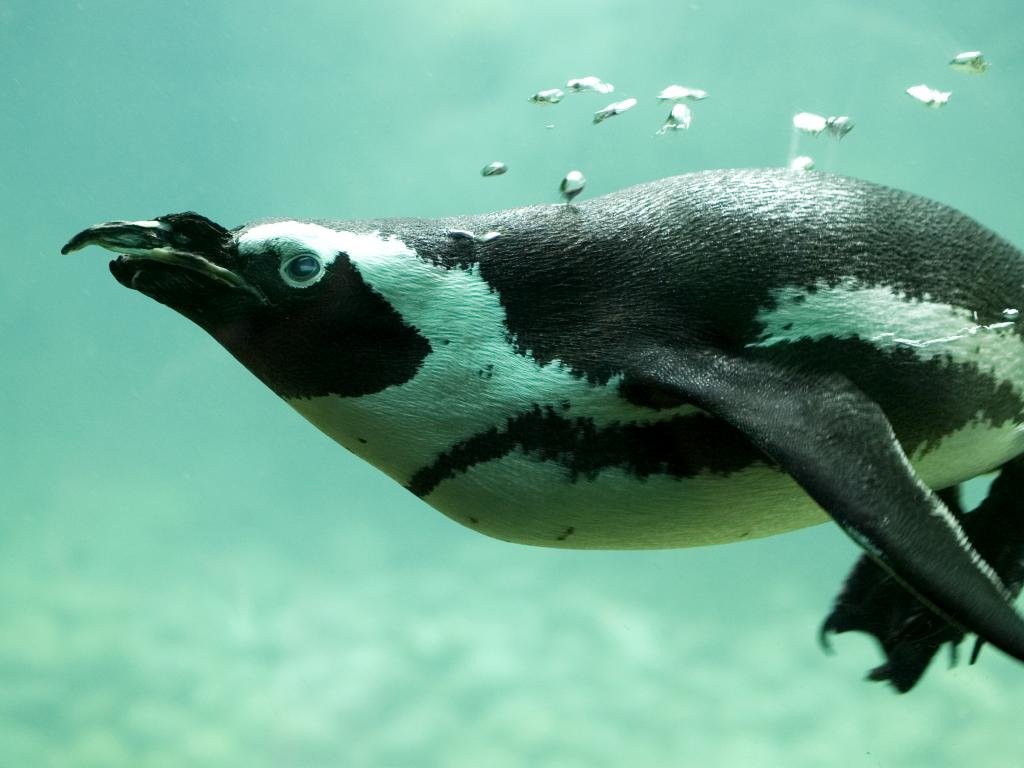Download hd 1024x768 Penguin PC background ID:149404 for free