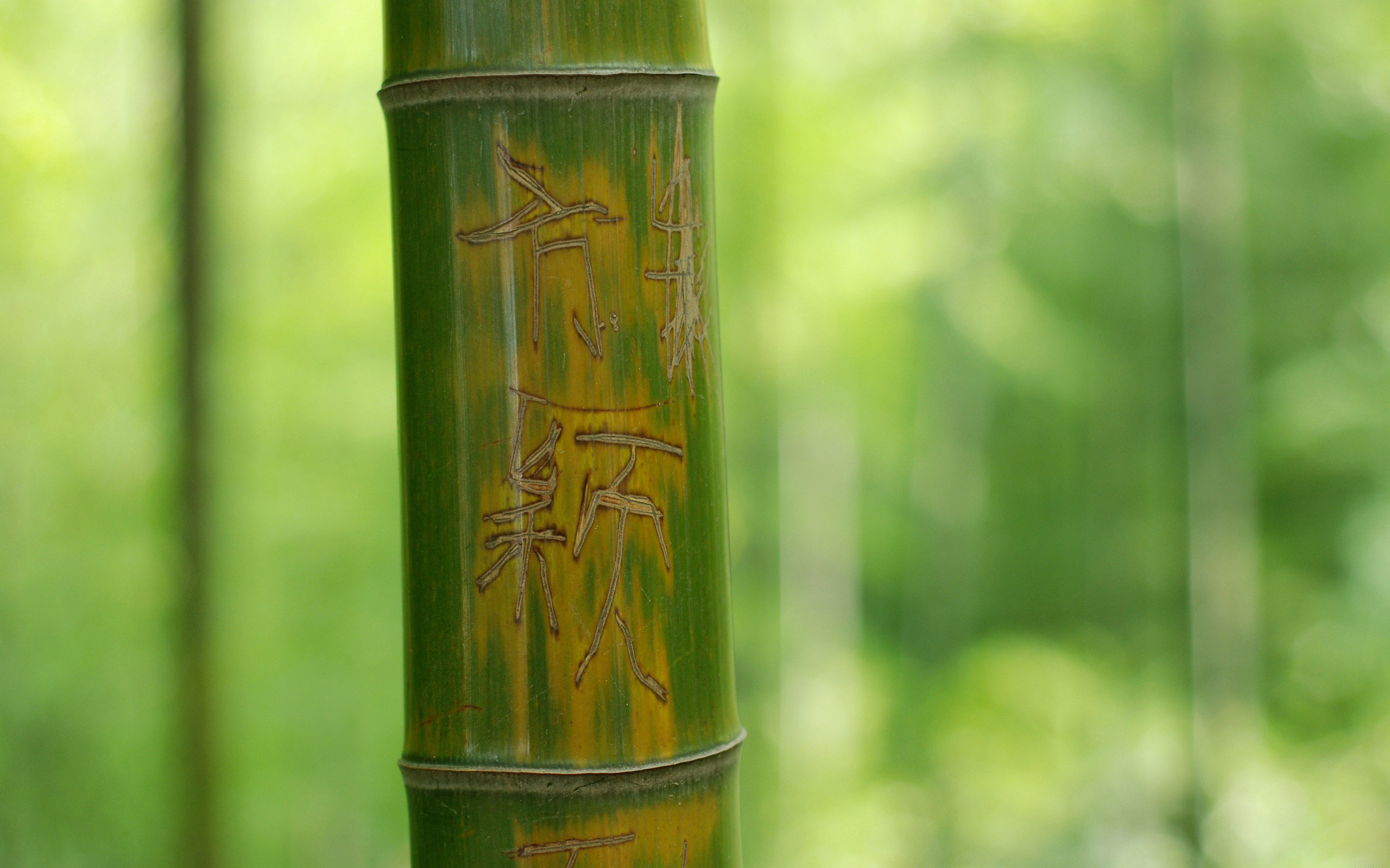 Free download Bamboo background ID:246815 hd 2560x1600 for PC