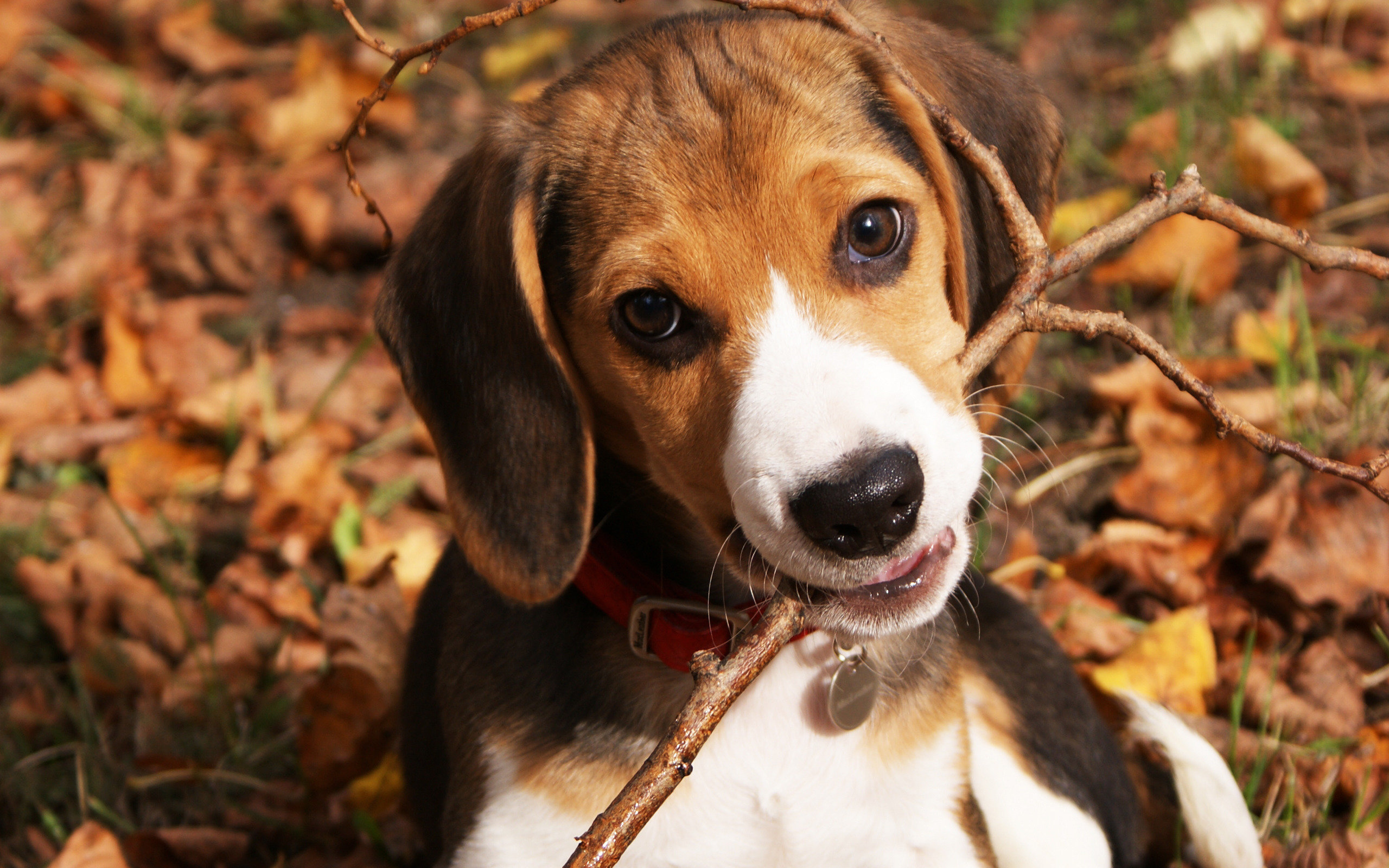 Free download Beagle wallpaper ID:294277 hd 2560x1600 for PC
