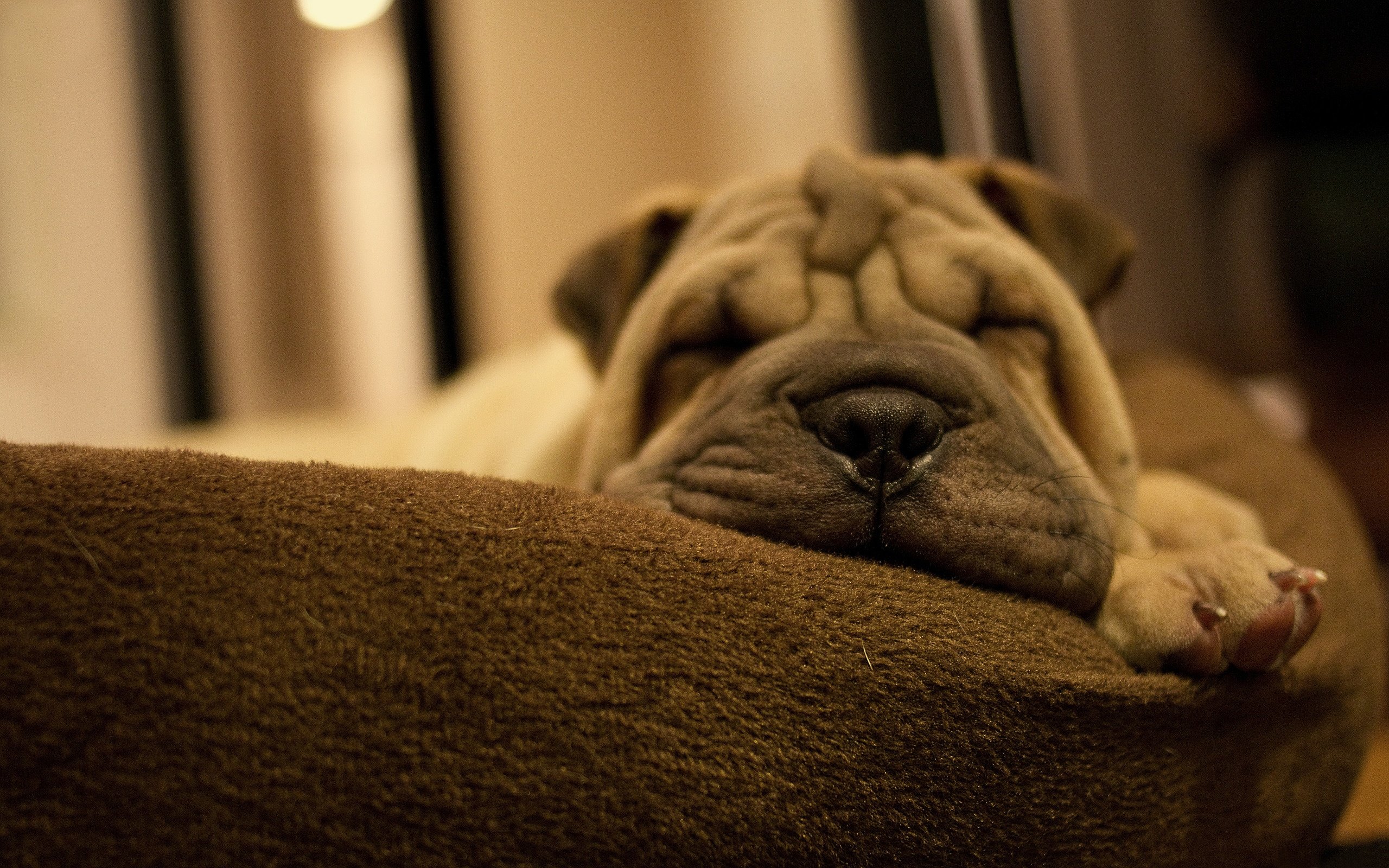 Awesome Shar Pei free wallpaper ID:376273 for hd 2560x1600 PC