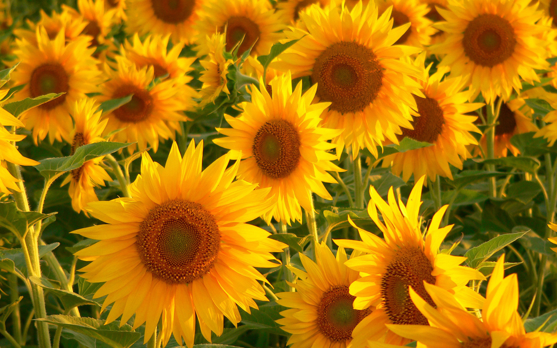Best Sunflower background ID:226307 for High Resolution hd 1920x1200 PC