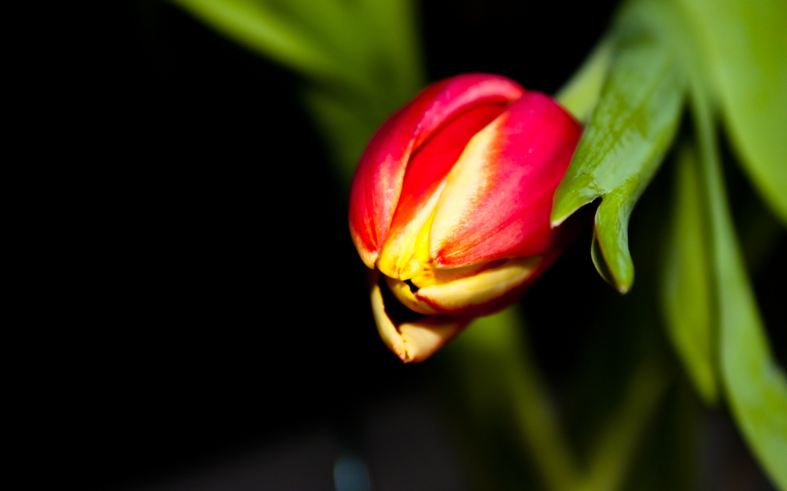 Free download Tulip background ID:157496 hd 2560x1600 for PC