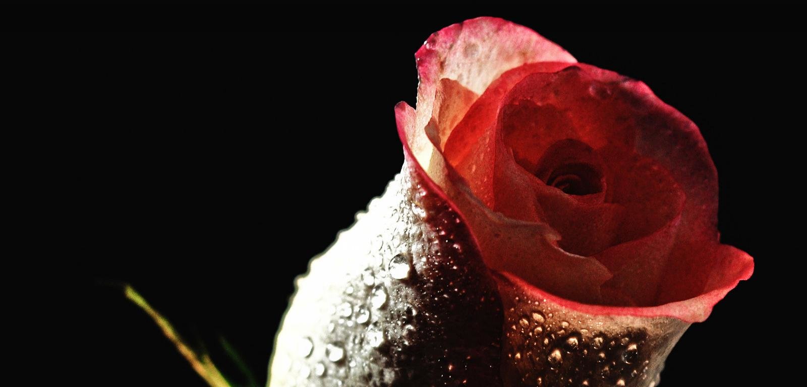 Free Rose high quality background ID:472315 for hd 1600x768 desktop