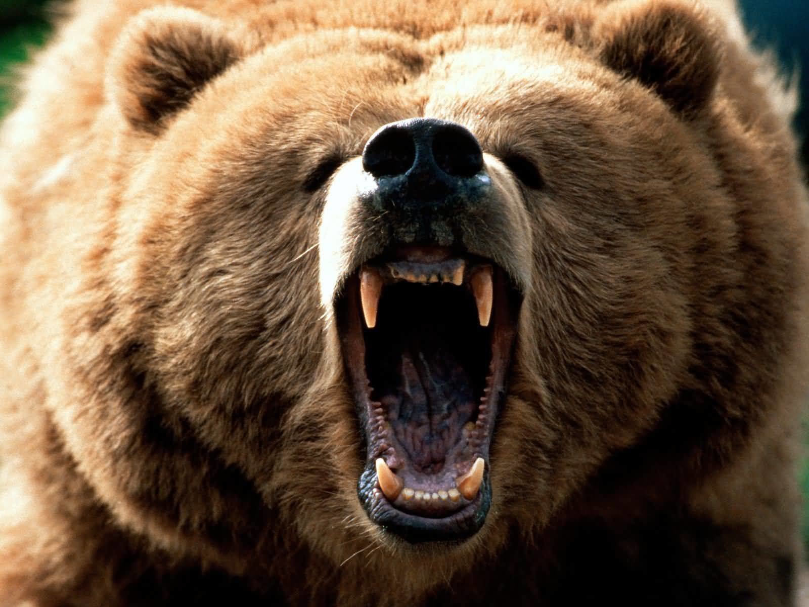 Free Bear high quality background ID:352916 for hd 1600x1200 computer