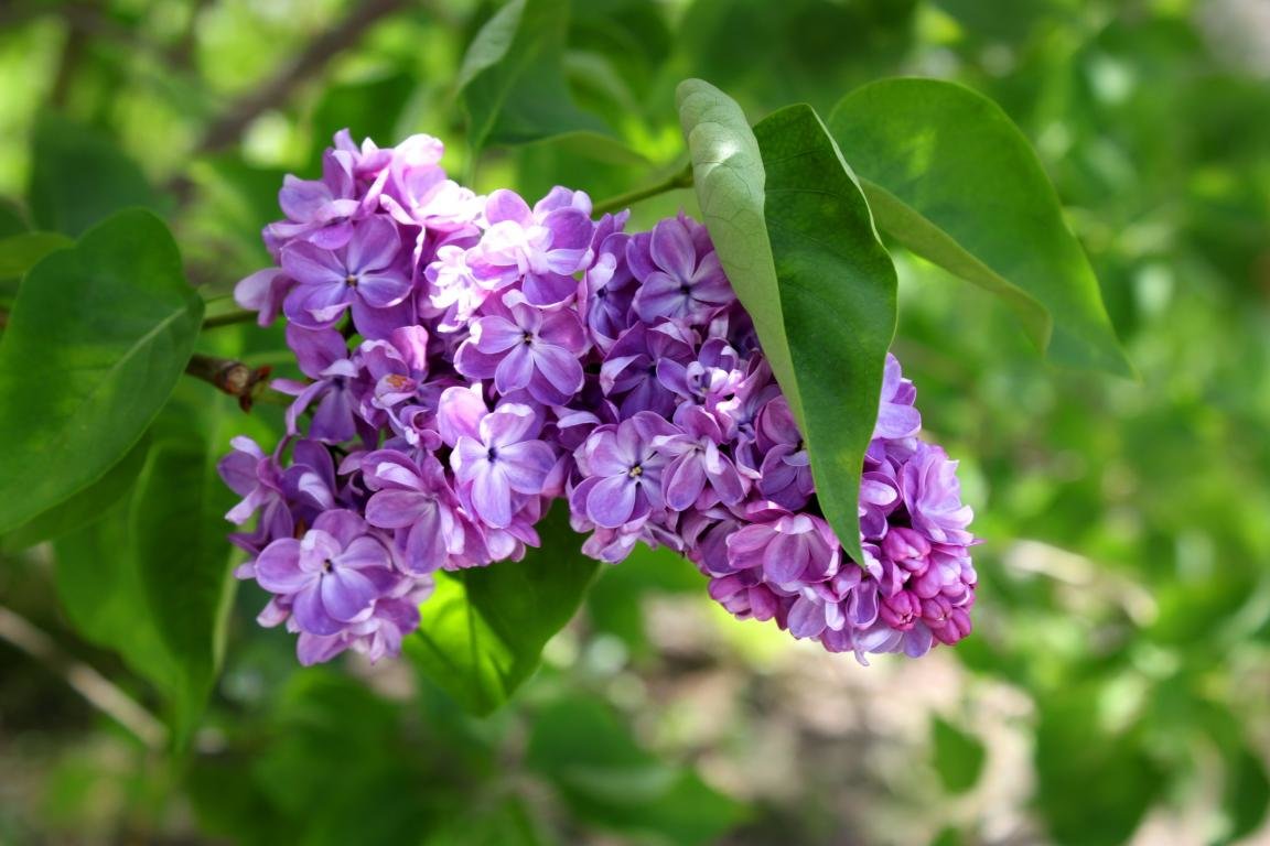Free Lilac high quality background ID:276176 for hd 1152x768 desktop