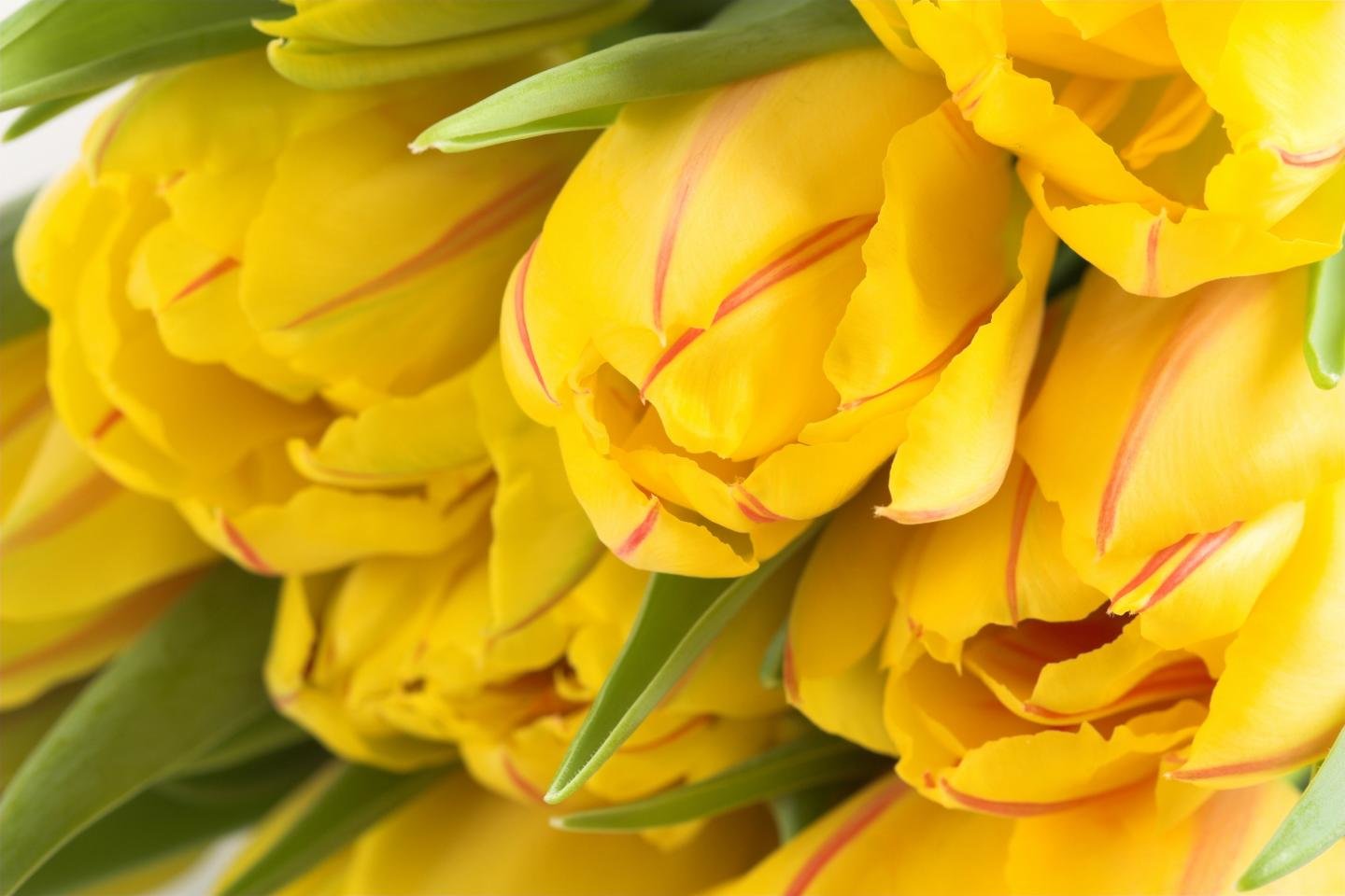 Free Tulip high quality background ID:157494 for hd 1440x960 desktop