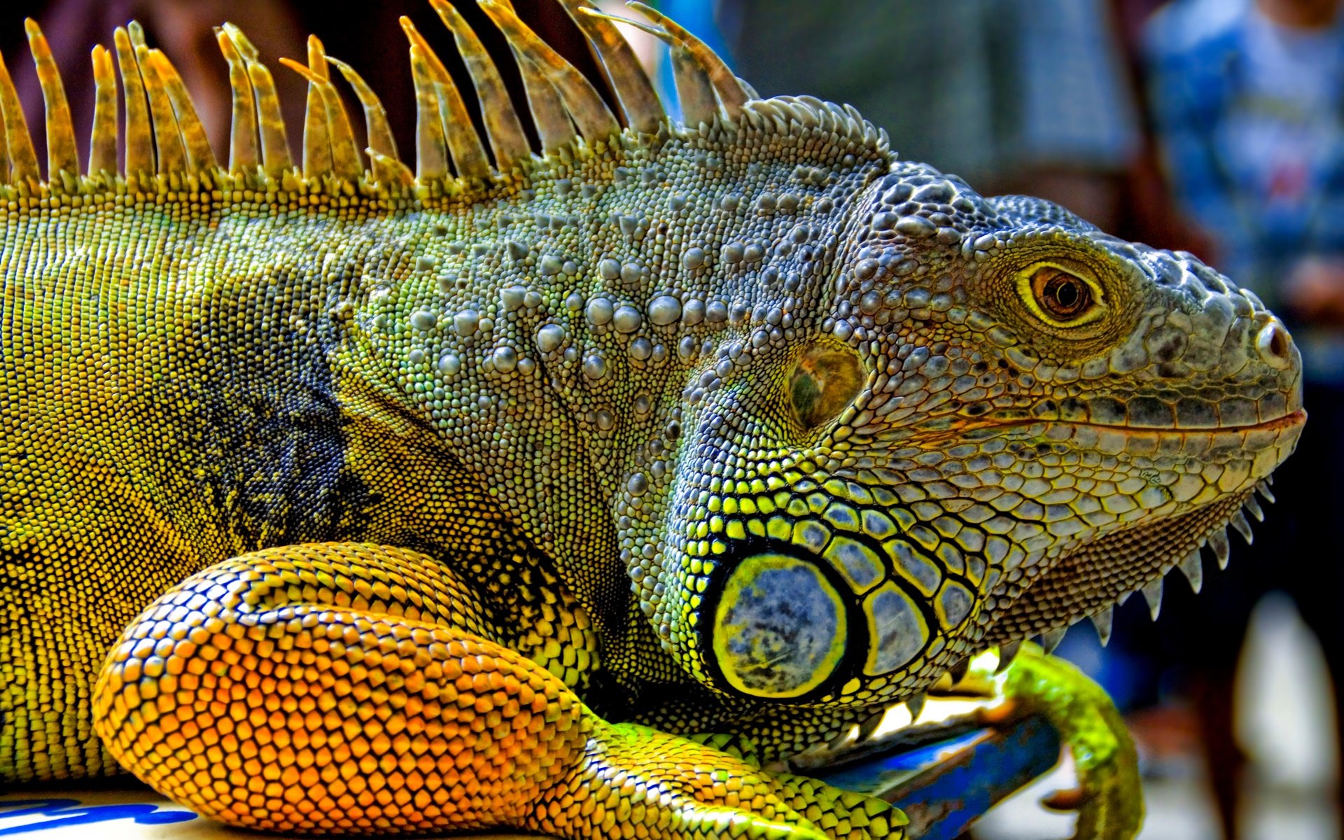 High resolution Iguana hd 1920x1200 background ID:380966 for PC