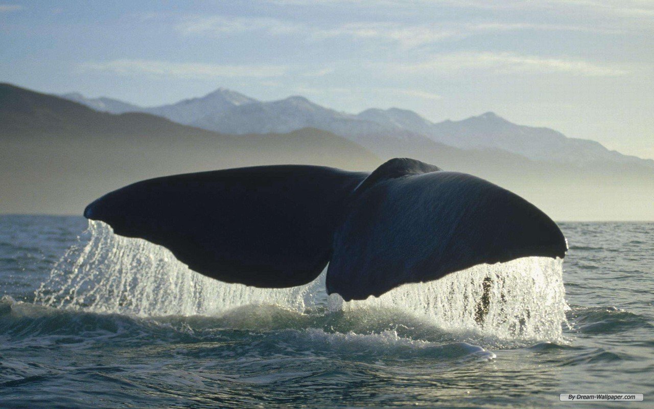 Download hd 1280x800 Whale computer background ID:463244 for free