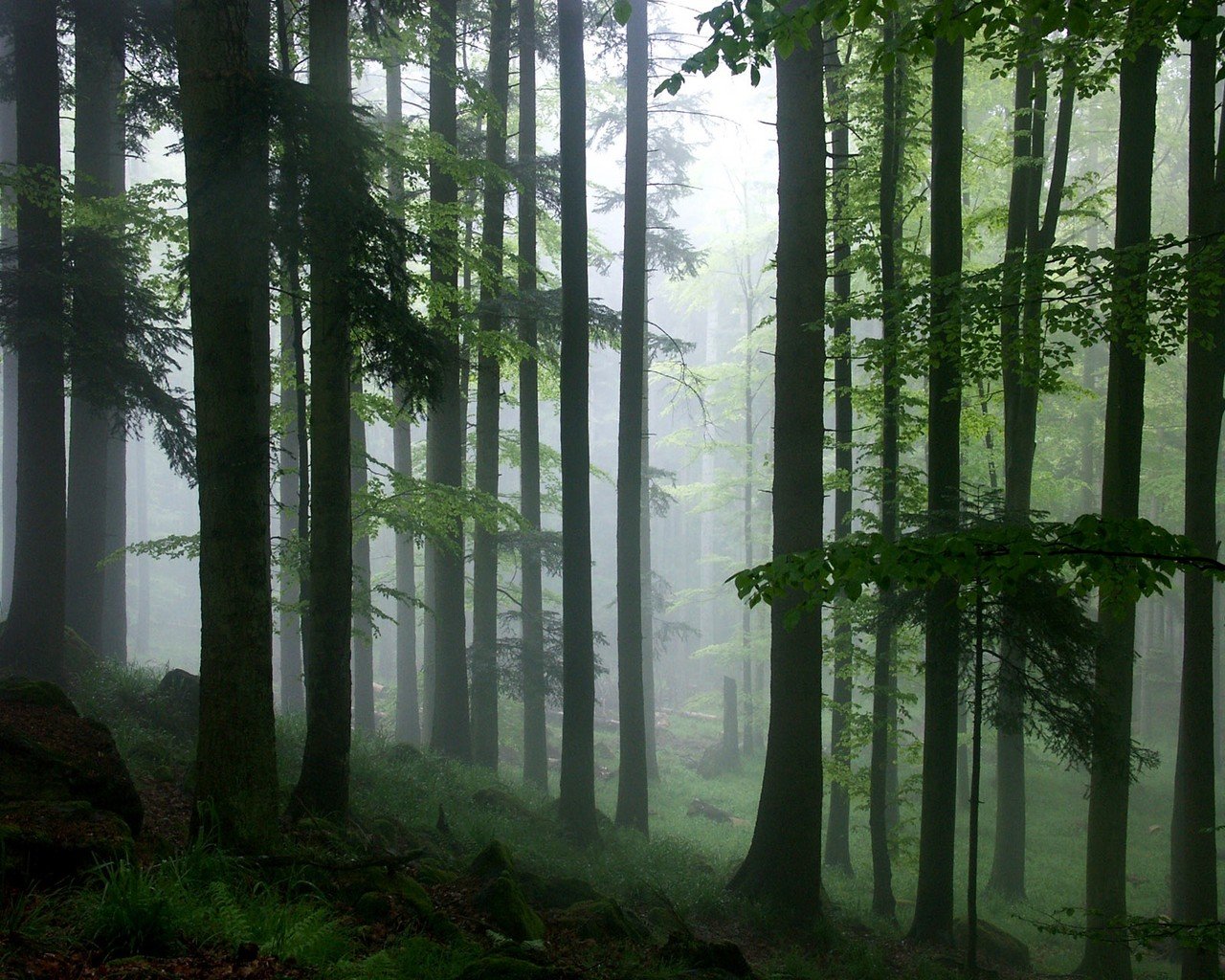 Awesome Forest free background ID:348203 for hd 1280x1024 desktop