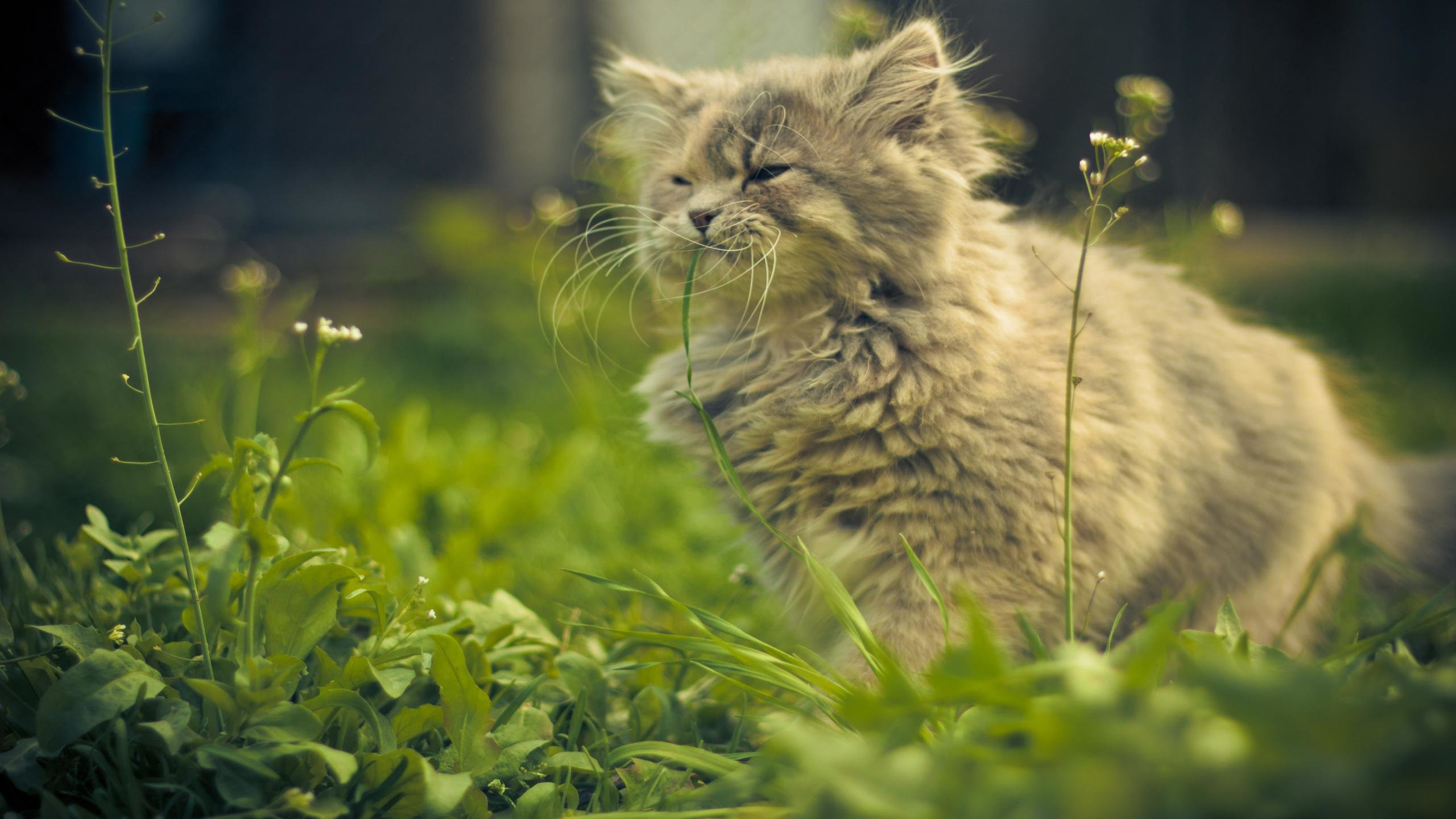 High resolution Cat hd 2560x1440 background ID:424090 for PC