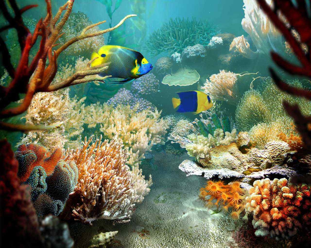 Awesome Sea Life (Marine) free wallpaper ID:163853 for hd 1280x1024 desktop