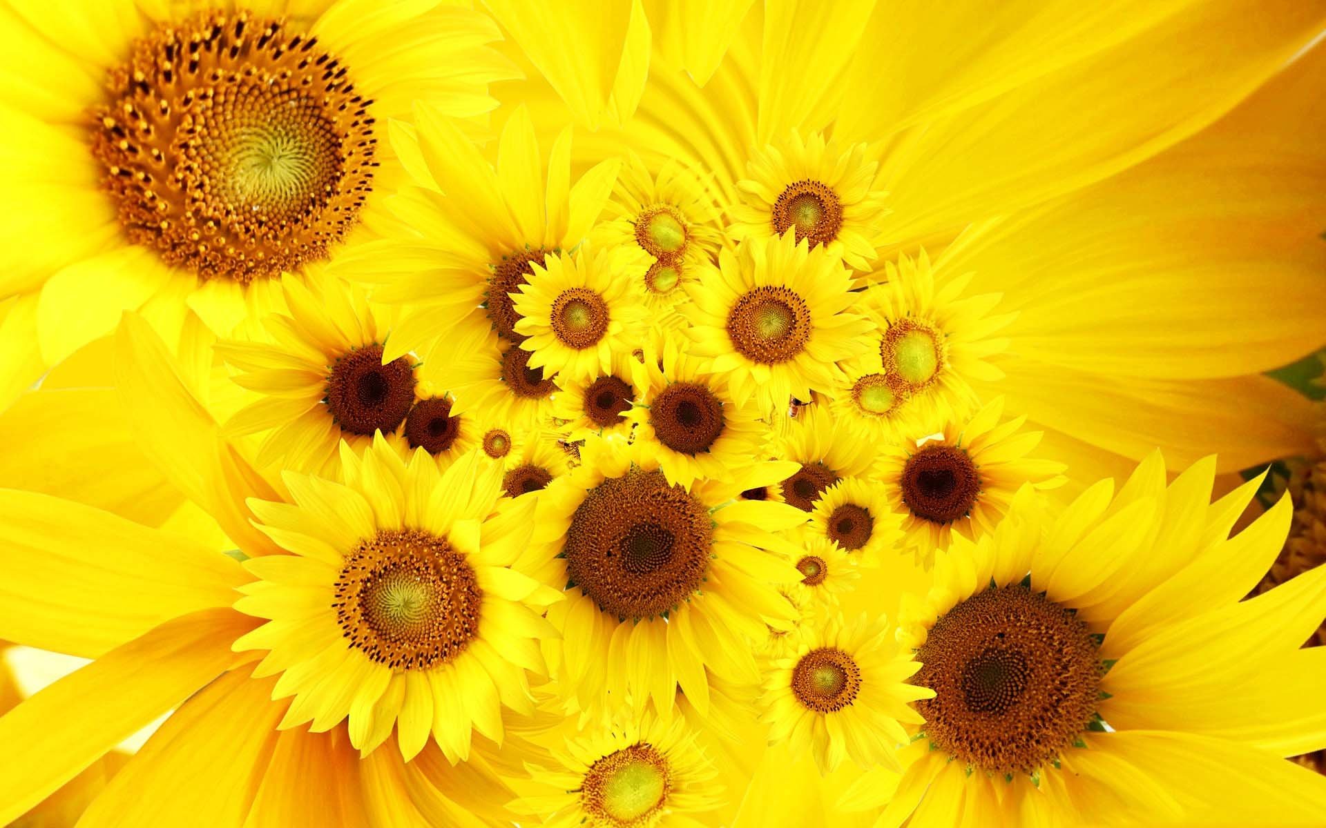 Awesome Sunflower free background ID:226582 for hd 1920x1200 computer
