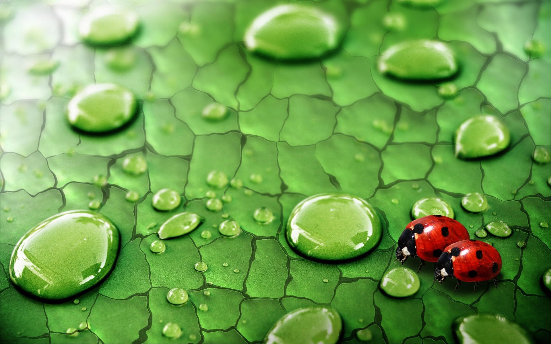 Download hd 1920x1200 Ladybug PC wallpaper ID:270403 for free